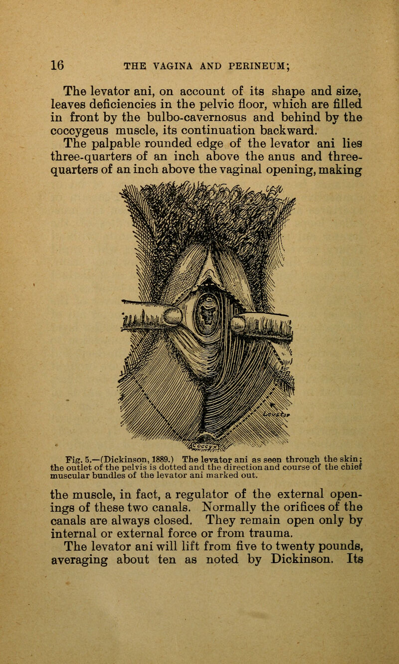 The levator ani, on account of its shape and size, leaves deficiencies in the pelvic floor, which are filled in front by the bulbo-cavernosus and behind by the coccygeus muscle, its continuation backward. The palpable rounded edge of the levator ani lies three-quarters of an inch above the anus and three- quarters of an inch above the vaginal opening, making Fig. 5.—(Dickinson, 1889.) The levator ani as seen through the skin; the outlet of the pelvis is dotted and the direction and course of the chief muscular bundles of the levator ani marked out. the muscle, in fact, a regulator of the external open- ings of these two canals. Normally the orifices of the canals are always closed. They remain open only by internal or external force or from trauma. The levator ani will lift from five to twenty pounds, averaging about ten as noted by Dickinson. Its