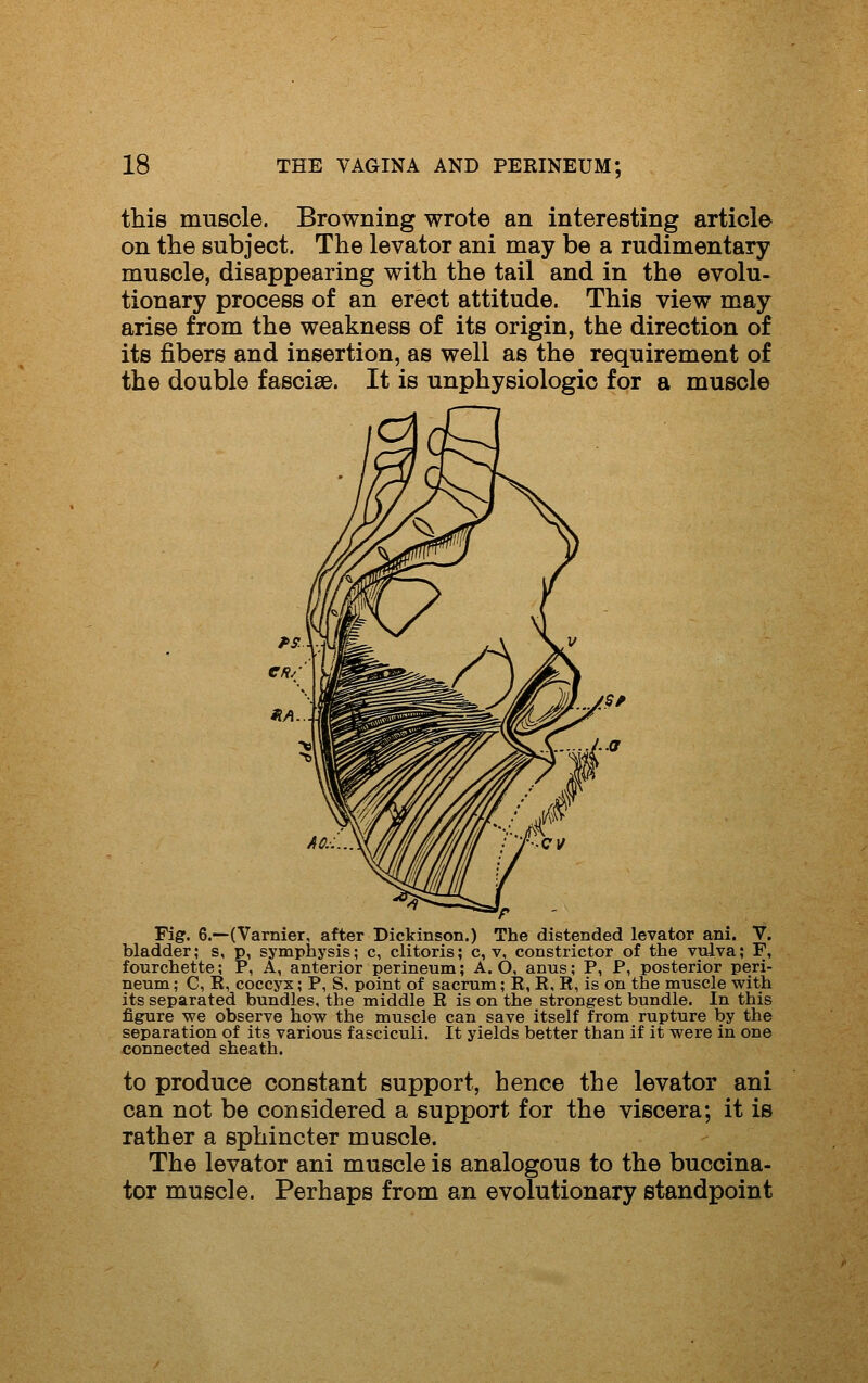 this muscle. Browning wrote an interesting article on the subject. The levator ani may be a rudimentary muscle, disappearing with the tail and in the evolu- tionary process of an erect attitude. This view may arise from the weakness of its origin, the direction of its fibers and insertion, as well as the requirement of the double fasciae. It is unphysiologio for a muscle Fig. 6.—(Varnier, after Dickinson.) The distended levator ani. V. bladder; s, p, symphysis; c, clitoris; c, v, constrictor of the vulva; F, fonrchette; P, A, anterior perineum; A. O, anus; P, P, posterior peri- neum ; C, R, coccyx; P, S. point of sacrum; R, R, R, is on the muscle with its separated bundles, the middle R is on the strongest bundle. In this figure we observe how the muscle can save itself from rupture by the separation of its various fasciculi. It yields better than if it were in one connected sheath. to produce constant support, hence the levator ani can not be considered a support for the viscera; it is rather a sphincter muscle. The levator ani muscle is analogous to the buccina- tor muscle. Perhaps from an evolutionary standpoint