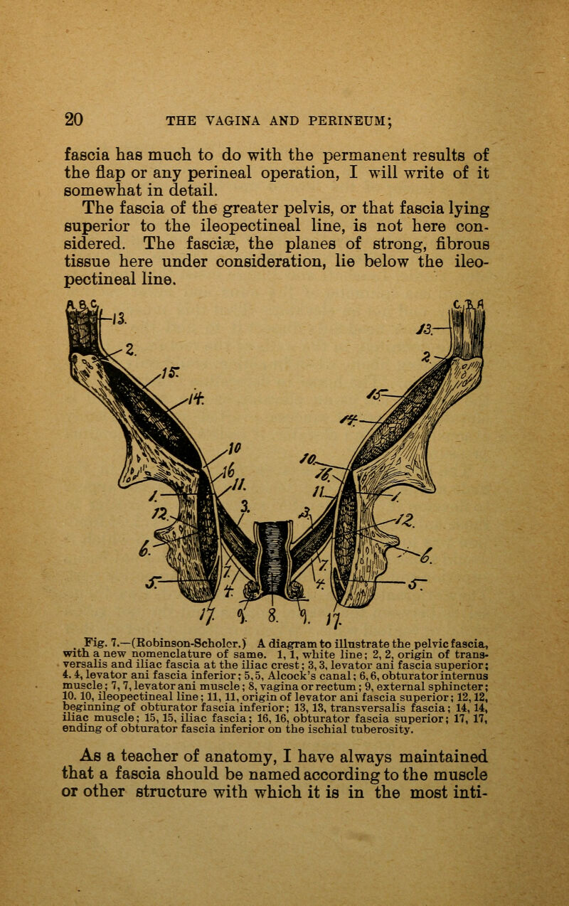 fascia has much to do with the permanent results of the flap or any perineal operation, I will write of it somewhat in detail. The fascia of the greater pelvis, or that fascia lying superior to the ileopectineal line, is not here con- sidered. The fasciae, the planes of strong, fibrous tissue here under consideration, lie below the ileo- pectineal line. ^ Fig. 7.—(Robinson-Scholor.) A diagram to illustrate the pelvic fascia, with a new nomenclature of same. 1, 1, white line; 2, 2, origin of trans- versalis and iliac fascia at the iliac crest; 3,3, levator ani fascia superior; 4.4, levator ani fascia inferior; 5,5, Alcock's canal; 6,6,obturatorintemus muscle; 7, 7, levator ani muscle; 8, vagina or rectum; 9, external sphincter; 10.10, ileopectineal line; 11,11, origin of levator ani fascia superior; 12,12, beginning of obturator fascia inferior; 13, IS, transversalis fascia; 14, 14, iliac muscle; 15,15, iliac fascia; 16,16, obturator fascia superior; 17, 17, ending of obturator fascia inferior on the ischial tuberosity. As a teacher of anatomy, I have always maintained that a fascia should be named according to the muscle or other structure with which it is in the most inti-
