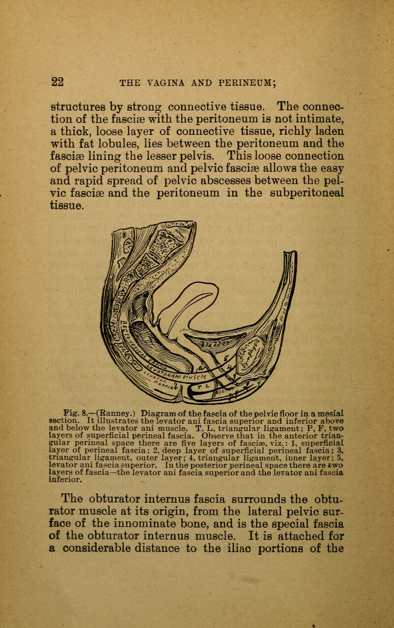 structures by strong connective tissue. The connec- tion of the fascise with the peritoneum is not intimate, a thick, loose layer of connective tissue, richly laden with fat lobules, lies between the peritoneum and the fasciae lining the lesser pelvis. This loose connection of pelvic peritoneum and pelvic fascise allows the easy and rapid spread of pelvic abscesses between the pel- vic fasciae and the peritoneum in the subperitoneal tissue. Fig. 8.—(Ranney.) Diagram of the fascia of the pelvic floor in a mesial section. It illustrates the levator ani fascia superior and inferior above and below the levator ani muscle. T, L, triangular ligament; P, F, two layers of superficial perineal fascia. Observe that in the anterior trian- gular perineal space there are five layers of fasciae, viz.: 1, superficial layer of perineal fascia; 2, deep layer of superficial perineal fascia; 3, triangular ligament, outer layer; 4, triangular ligament, inner layer; 5, levator ani fascia siiperior. In the posterior perineal space there are two layers of fascia—the levator ani fascia superior and the levator ani fascia inferior. The obturator internus fascia surrounds the obtu- rator muscle at its origin, from the lateral pelvic sur- face of the innominate bone, and is the special fascia of the obturator internus muscle. It is attached for a considerable distance to the iliac portions of the