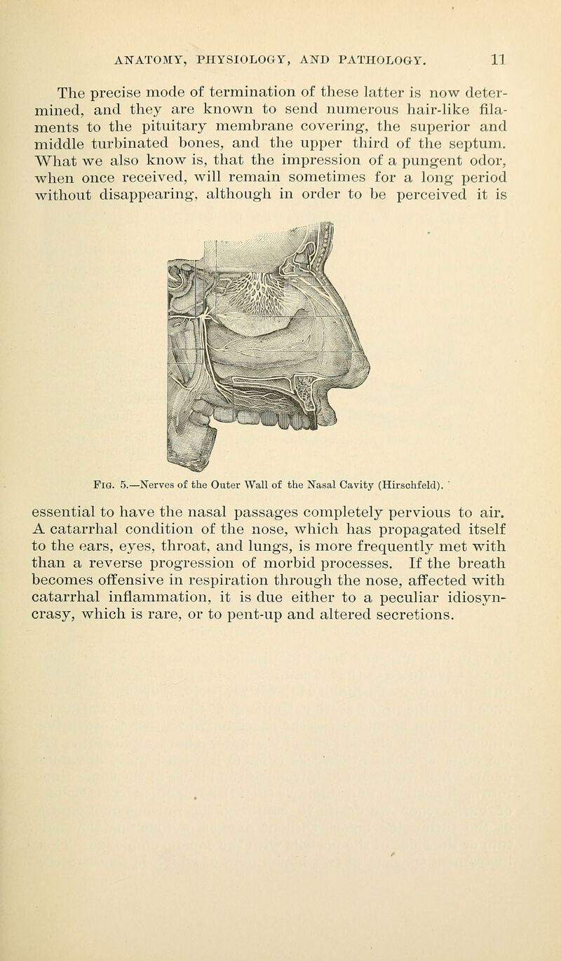 The precise mode of termination of these latter is now deter- mined, and they are known to send numerous hair-like fila- ments to the pituitary membrane covering, the superior and middle turbinated bones, and the upper third of the septum. What we also know is, that the impression of a pungent odor, when once received, will remain sometimes for a long period without disappearing, although in order to be perceived it is FiQ. 5.—Nerves of the Outer Wall of the Nasal Cavity (Hirschfeld). ' essential to have the nasal passages completely pervious to air. A catarrhal condition of the nose, which has propagated itself to the ears, eyes, throat, and lungs, is more frequently met with than a reverse progression of morbid processes. If the breath becomes offensive in respiration through the nose, affected with catarrhal inflammation, it is due either to a peculiar idiosyn- crasy, which is rare, or to pent-up and altered secretions.