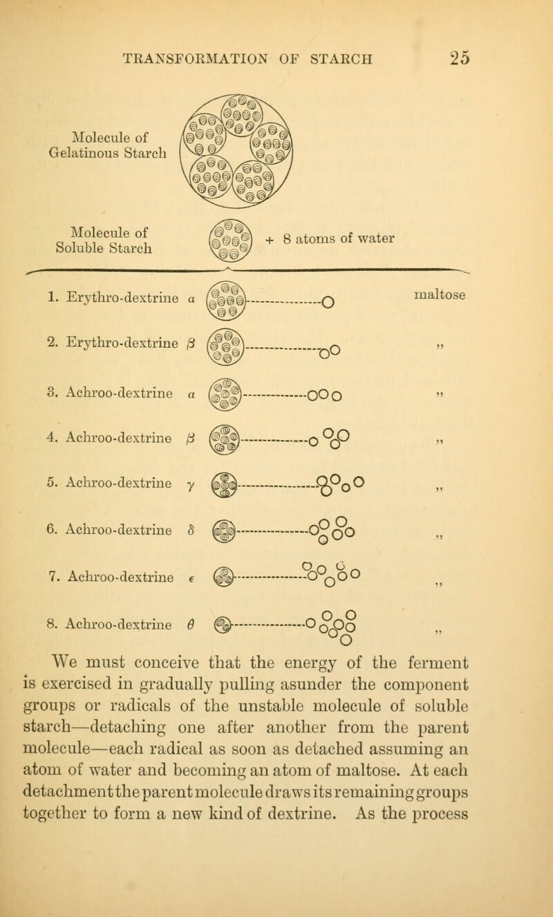 Molecvile of Gelatinous Starch Molecule of Soluble Starch + 8 atoms of water 1. Erythro-dextrme a ffS)- O maltose 2. Erythro-dextrine 0 (i@f) .^^ 3. Achroo-dextrine a (©©I*) OOq  4. Achroo-dextrine /S (©^) O *^P  5. Achroo-dextrine y ^^ - .OPo^ t< 6. Achroo-dextrine 8 ^ O^nO 7. Achroo-dextrine e @- O^qQO 8. Achroo-dextrine (9 ^ ^^O We must conceive that the energy of the ferment is exercised in gradually pulling asunder the component groups or radicals of the unstable molecule of soluble starch—detaching one after another from the parent molecule—each radical as soon as detached assuming an atom of water and becoming an atom of maltose. At each detachment the parent molecule draws its remaining groups together to form a new kind of dextrine. As the process