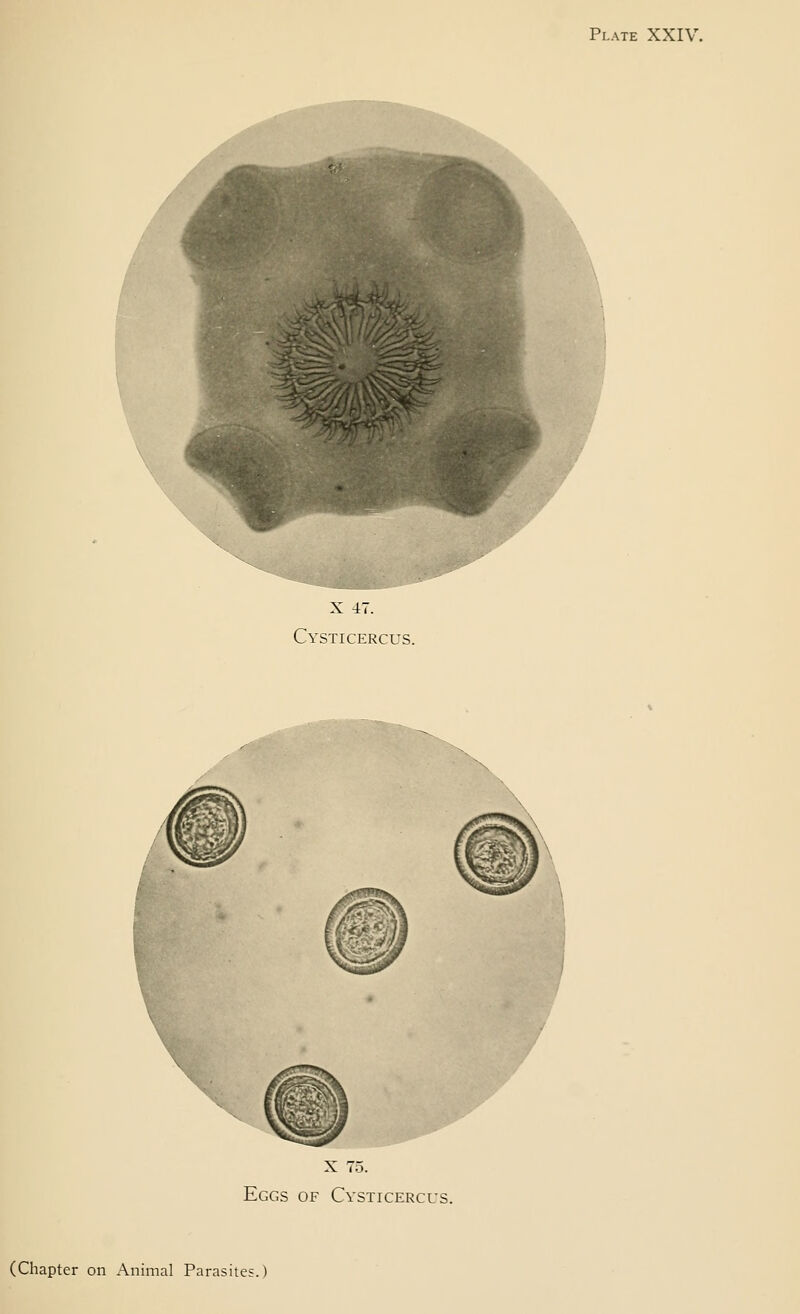 Plate XXIV X 47. Cysticercus. X 75. Eggs of Cysticercus. (Chapter on Animal Parasites.)