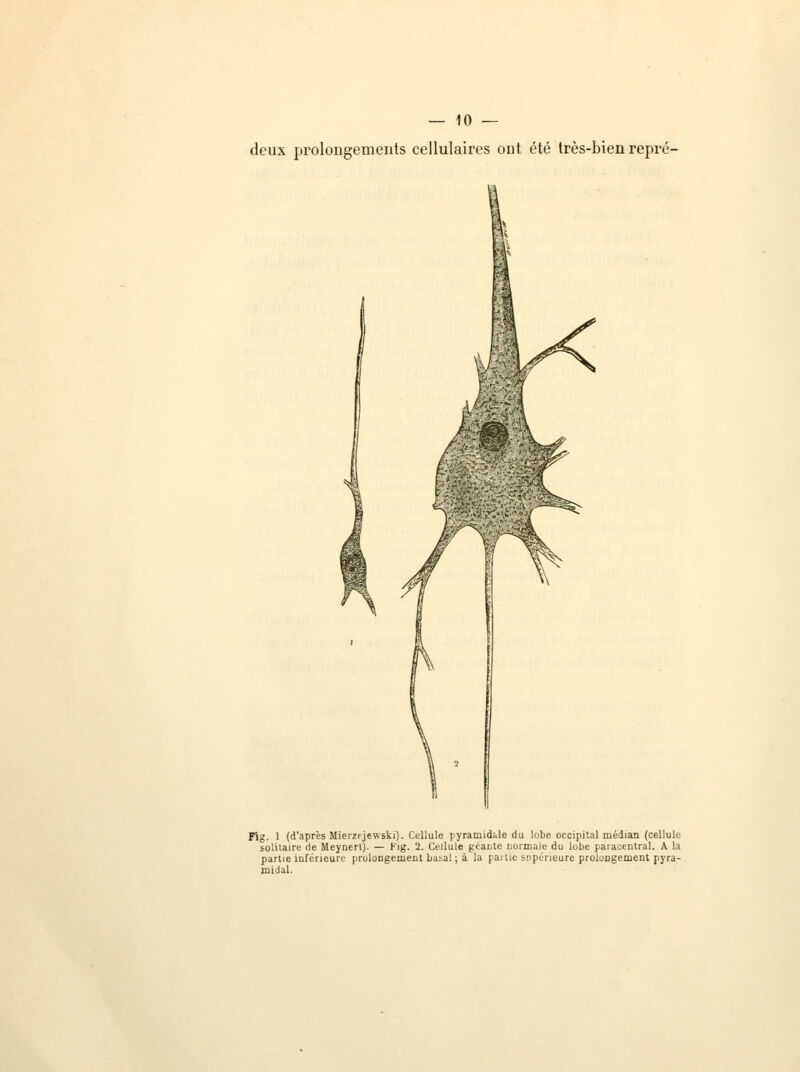 deux prolongements cellulaires ont été très-bien repré- Fig. 1 (d'après Mierzfjewski). Cellule pyramidale du lobe occipital médian (cellule solitaire de Meynert). — Fig. 2. Cellule géante normale du lobe paracentral. A. la partie inférieure prolongement basai ; à la pai tic snpéneure prolongement pyra- midal.