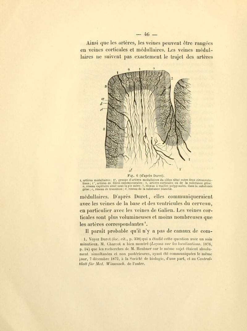 Ainsi que les artères, les veines peuvent être rangées en veines corticales et médullaires. Les veines médul- laires ne suivent pas exactement le trajet des artères Fig. 6 (d'après Duret). I, artères médullaires; !', groupe d'artères médullaires du sillon situé entre deux circonvolu- tions; 1, artères de libres commissurales; 2, artères corticales ou de la substance grise; a, réseau capillaire situé sous la pie mère; D, réseau à mailles polygonales, dans la substance grise ; c, réseau de transition ; d, réseau de la substance blanche. médullaires. D'après Duret, elles communiqueraieut avec les veines de la base et des ventricules du cerveau, en particulier avec les veines de Galien. Les veines cor- ticales sont plus volumineuses et moins nombreuses que les artères correspondantesl. Il paraît probable qu'il n'y a pas de canaux de com- 1. Voyez Duret (toc. cit., p. 338)qui a étudié cette question avec un soin minutieux. M. Charcot a bien montré (Leçons sur les localisations. 1876, p. bk) que les recherches de M. Heubner sur le même sujet étaient absolu- ment simultanées et non postérieures, ayant été communiquées le même jour, 7 décembre 1872, à la Société de biologie, d'une part, et au Cenlral- blatt fur Med. Wissensch. de l'autre.
