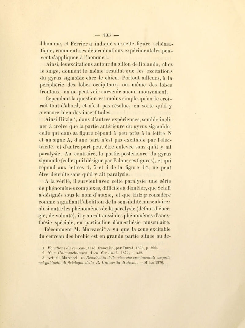 l'homme, et Ferrier a indiqué sur cette ligure schéma- tique, comment ses déterminations expérimentales peu- vent s'appliquer à l'homme'. Ainsi, les excitations autour du sillon de Uolando, chez le singe, donnent le même résultat que les excitations du gyrus sigmoïde chez le chien. Partout ailleurs, à la périphérie des lobes occipitaux, ou même des lobes frontaux, on ne peut voir survenir aucun mouvement. Cependant la question est moins simple qu'on le croi- rait tout d'abord, et n'est pas résolue, en sorte qu'il y a encore bien des incertitudes. Ainsi Hitzig 2, dans d'autres expériences, semble incli- ner à croire que la partie antérieure du gyrus sigmoïde, celle qui dans sa figure répond à peu près à la lettre N et au signe A, d'une part n'est pas excitable par l'élec- tricité, et d'autre part peut être enlevée sans qu'il y ait paralysie. Au contraire, la partie postérieure du gyrus sigmoïde (celle qu'il désigne par E dans ses figures), et qui répond aux lettres 1, 5 et 4 de la figure 14, ne peut être détruite sans qu'il y ait paralysie. A la vérité, il survient avec cette paralysie une série de phénomènes complexes, difficiles à démêler, que Schiff a désignés sous le nom d'ataxie, et que Hitzig considère comme signifiant l'abolition de la sensibilité musculaire : ainsi outre les phénomènes de la paralysie (défaut d'éner- gie, de volonté), il y aurait aussi des phénomènes d'aues- thésie spéciale, en particulier d'anesthésie musculaire. Récemment M. Marcacci3 a vu que la zone excitable du cerveau des brebis est en grande partie située au de- 1. Fonctions tla cerveau, trad. française, par Duret, 1878, p. 222. 2. Neue Untersuchungen. Arch. fur Anal., 187k, p. 432. 3. Arturio Marcacci, in Rendiconto délie ricerclic sperirnentali eseguite nel gabinetto cli fisMogia délia II. Universita di Sicna. — Milan 1876.