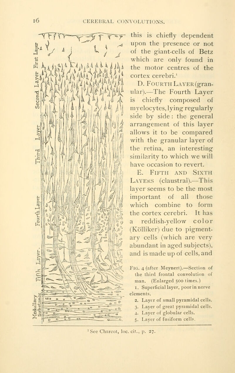 ►3 / 4, M;U itell this is chiefly dependent upon the presence or not of the giant-cells of Betz which are only found in the motor centres of the cortex cerebri.1 D. Fourth Layer (gran- ular).—The Fourth Layer is chiefly composed of myelocytes, lying regularly side by side : the general arrangement of this layer allows it to be compared with the granular layer of the retina, an interesting similarity to which we will have occasion to revert. E. Fifth and Sixth Layers (claustral).—This layer seems to be the most important of all those which combine to form the cortex cerebri. It has a reddish-yellow color (Kôlliker) due to pigment- ary cells (which are very abundant in aged subjects), and is made up of cells, and FlG. 4 (after Meynert).—Section of the third frontal convolution of man. (Enlarged 500 times.) 1. Superficial layer, poor in nerve elements. 2. Layer of small pyramidal cells. 3. Layer of great pyramidal cells. 4. Layer of globular cells. 5. Layer of fusiform cells.