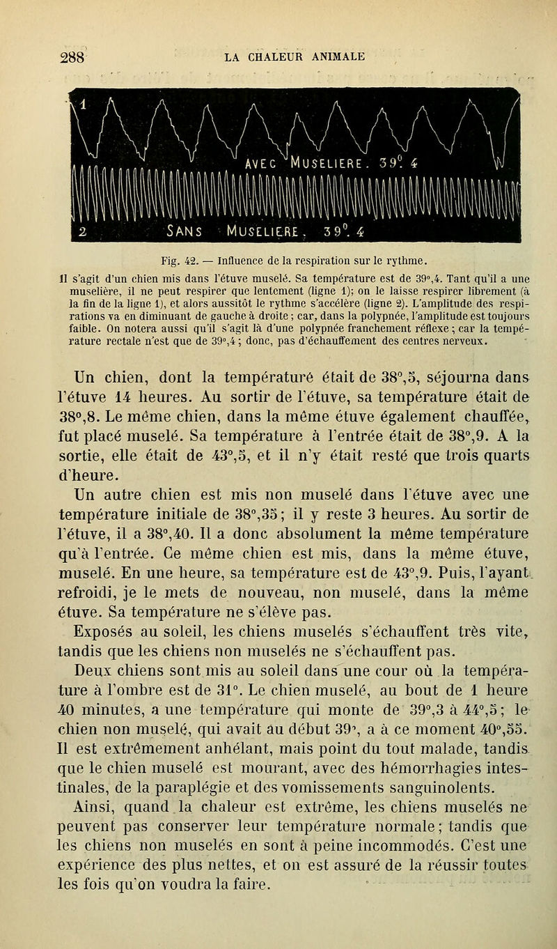 ■ AVEC Muselière Sans Muselière. 39°. 4 Fig. 42. — Influence de la respiration sur le rythme. II s'agit d'un chien mis dans l'étuve muselé. Sa température est de 39°,4. Tant qu'il a une muselière, il ne peut respirer que lentement (ligne 1); on le laisse respirer librement (à la fin de la ligne 1), et alors aussitôt le rythme s'accélère (ligne 2). L'amplitude des respi- rations va en diminuant de gauche à droite ; car, dans la polypnée, l'amplitude est toujours faible. On notera aussi qu'il s'agit là d'une polypnée franchement réflexe ; car la tempé- rature rectale n'est que de 39°,4 ; donc, pas d'échauffement des centres nerveux. Un chien, dont la température était de 38°,6, séjourna dans l'étuve 14 heures. Au sortir de l'étuve, sa température était de 38°,8. Le même chien, dans la même étuve également chauffée, fut placé muselé. Sa température à l'entrée était de 38°,9. A la sortie, elle était de 43°,5, et il n'y était resté que trois quarts d'heure. Un autre chien est mis non muselé dans l'étuve avec une température initiale de 38°,35 ; il y reste 3 heures. Au sortir de l'étuve, il a 38°,40. Il a donc absolument la même température qu'à l'entrée. Ce même chien est mis, dans la même étuve, muselé. En une heure, sa température est de 43°,9. Puis, l'ayant, refroidi, je le mets de nouveau, non muselé, dans la même étuve. Sa température ne s'élève pas. Exposés au soleil, les chiens muselés s'échauffent très vite^ tandis que les chiens non muselés ne s'échauffent pas. Deux chiens sont mis au soleil dans une cour où la tempéra- ture à l'ombre est de 31°. Le chien muselé, au bout de 1 heure 40 minutes, aune température qui monte de 39°,3 à 44°,3 ; le chien non muselé, qui avait au début 39'', a à ce moment 40°,5o. Il est extrêmement anhélant, mais point du tout malade, tandis que le chien muselé est mourant, avec des hémorrhagies intes- tinales, de la paraplégie et des vomissements sanguinolents. Ainsi, quand la chaleur est extrême, les chiens muselés ne peuvent pas conserver leur température normale ; tandis que les chiens non muselés en sont à peine incommodés. C'est une expérience des plus nettes, et on est assuré de la réussir toutes les fois qu'on voudra la faire.