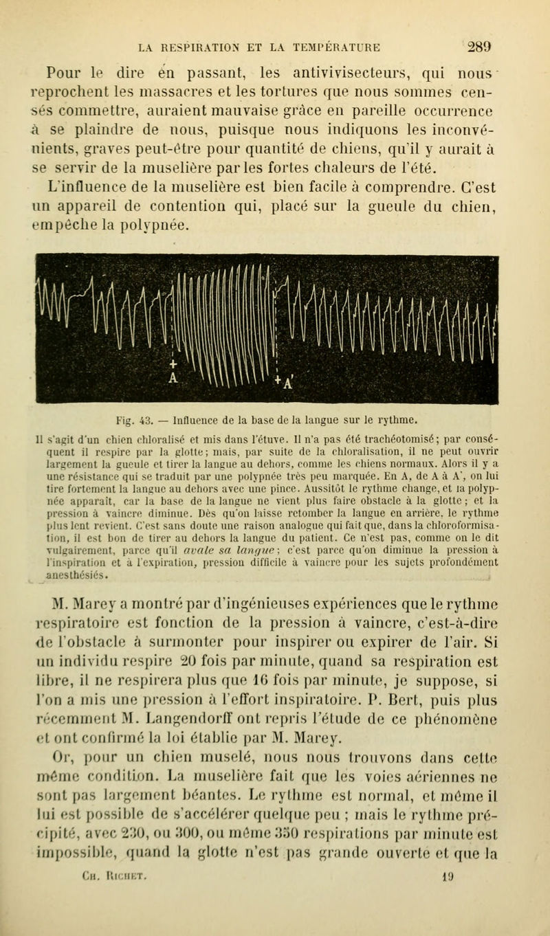 Pour If dire en passant, les antivivisecteurs, qui nous • reprochent les massacres et les tortures que nous sommes cen- sés commettre, auraient mauvaise grâce en pareille occurrence à se plaindre de nous, puisque nous indiquons les inconvé- nients, graves peut-être pour quantité de chiens, qu'il y aurait à se servir de la muselière parles fortes chaleurs de l'été. L'influence de la muselière est bien facile à comprendre. C'est un appareil de contention qui, placé sur la gueule du chien, empêche la polypnée. Fig. 43. — Influence de la base de la langue sur le rythme. 11 s'agit d'un chien chloralisé et mis dans l'étuve. Il n'a pas été trachéotomisé; par consé- quent il respire par la glotte; mais, par suite de la chloralisalion, il ne peut ouvrir largement la gueule et tirer la langue au dehors, comme les chiens normaux. Alors il y a une résistance qui se traduit par une polypnée très peu marquée. En A, de A à A', on lui tire fortement la langue au dehors avec une pince. Aussitôt le rythme change, cl la polyp- née apparaît, car la base de la langue ne vient plus faire obstacle à la glotte ; et la pression à vaincre diminue. Dès qu'on laisse retomber la langue en arrière, le rythme plus lent revient. C'est sans doute une raison analogue qui fait que, dans la chloroformisa- tion, il est bon de tirer au dehors la langue du patient. Ce n'est pas, comme on le dit vulgairement, parce qu'il avale sa langue ; c'est parce qu'on diminue la pression à l'inspiration et à l'expiration, pression difficile à vaincre pour les sujets profondément aneslhésiés. M. Marey a montré par d'ingénieuses expériences que le rythme respiratoire est fonction de la pression à vaincre, c'est-à-dire de l'obstacle à surmonter pour inspirer ou expirer de l'air. Si un individu respire 20 fois par minute, quand sa respiration est libre, il ne respirera plus que 10 fois par minute, je suppose, si l'on a mis une pression à l'effort inspiratoire. P. Bert, puis plus récemment M. Langendorlf ont repris l'étude de ce i)hénomône et ont conliriné la loi établie par 31. 3Iarey. Or, pour un chien muselé, nous nous trouvons dans cette même condition. La muselière fait que les voies aériennes ne sont pas largement béantes. Le rythme est normal, et même il lui est possible de s'accélérer quelque peu ; mais le rythme pré- cipité, avec 2:50, on WO, ou même 350 resj)irations i)ar minute est impossible, (jnand la glotle n'est pas grande ouverte et que la (ji. l'iii:iiKT. 19