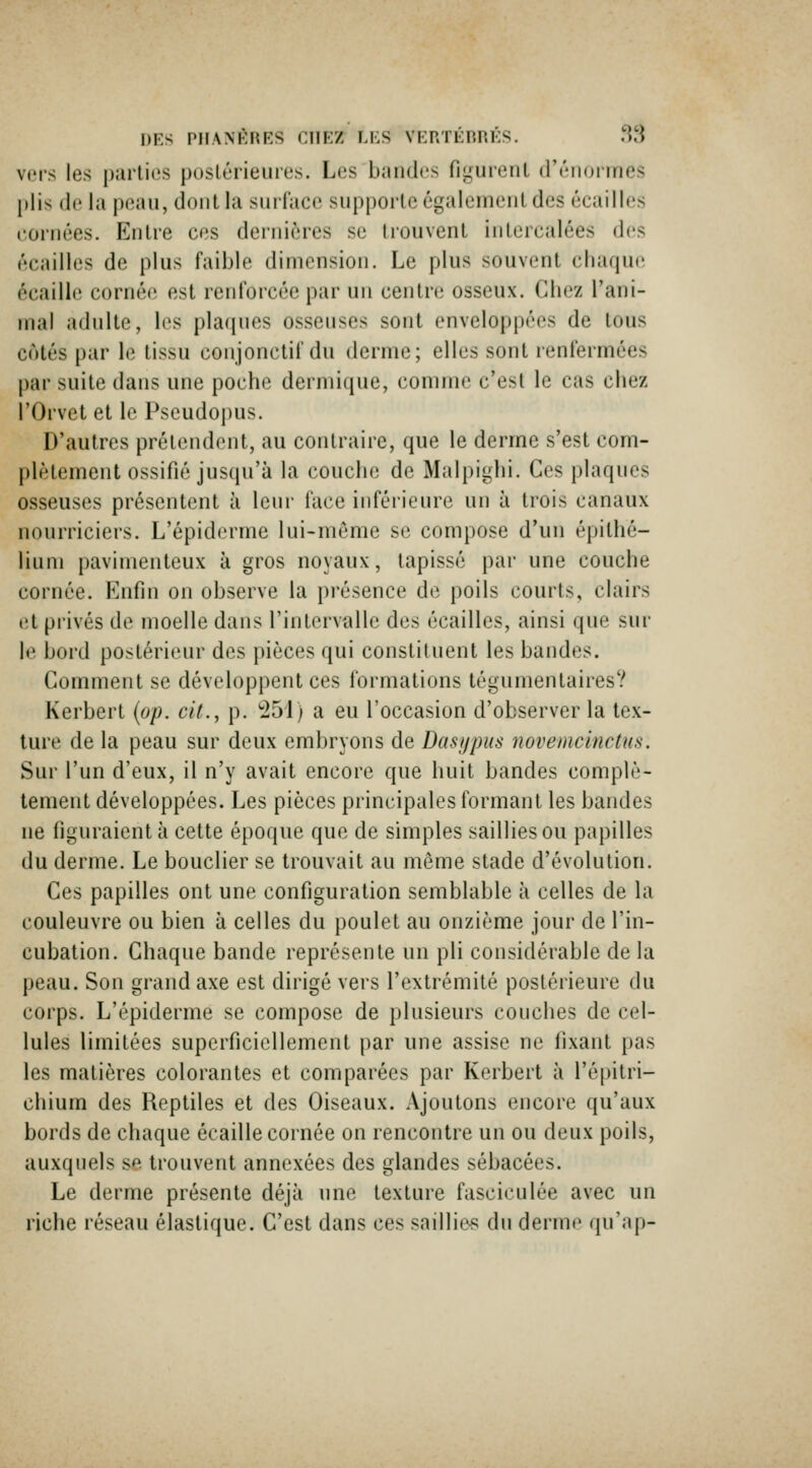 vers les parties poslérieuies. Les bandes figurent d'énormes l)lis de la peau, dont la surface supporte également des écailles cornées. Entre ces dernières se trouvent intercalées des écailles de plus faible dimension. Le plus souvent chaque écaille cornée est renforcée par un centre osseux. Chez l'ani- mal adulte, les plafjues osseuses sont enveloppées de tous cotés par hi tissu conjonctif du derme; elles sont lenfermées par suite dans une poche dermique, comme c'est le cas chez l'Orvet et le Pseudopus. D'autres prétendent, au contraire, que le derme s'est com- plètement ossifié jusqu'à la couche de Malpighi. Ces plaques osseuses présentent à leur face inférieure un à trois canaux nourriciers. L'épiderme lui-même se compose d'un épilhé- liuni pavimenteux à gros noyaux, tapissé par une couche cornée. Enfin on observe la présence de poils courts, clairs et privés de moelle dans l'intervalle des écailles, ainsi que sur le bord postérieur des pièces qui constituent les bandes. Comment se développent ces formations tégumentaires? Kerbert {op. cit., p. 251) a eu l'occasion d'observer la tex- ture de la peau sur deux embryons de Dasi/pus novemcinctns. Sur l'un d'eux, il n'y avait encore que huit bandes complè- tement développées. Les pièces principales formant les bandes ne figuraient à cette époque que de simples saillies ou papilles du derme. Le bouclier se trouvait au même stade d'évolution. Ces papilles ont une configuration semblable à celles de la couleuvre ou bien à celles du poulet au onzième jour de l'in- cubation. Chaque bande représente un pli considérable de la peau. Son grand axe est dirigé vers l'extrémité postérieure du corps. L'épiderme se compose de plusieurs couches de cel- lules limitées superficiellement par une assise ne fixant pas les matières colorantes et comparées par Kerbert à i'épitri- chium des Reptiles et des Oiseaux. Ajoutons encore qu'aux bords de chaque écaille cornée on rencontre un ou deux poils, auxquels se trouvent annexées des glandes sébacées. Le derme présente déjà une texture fasciculée avec un riche réseau élastique. C'est dans ces sailli&s du derme qu'ap-