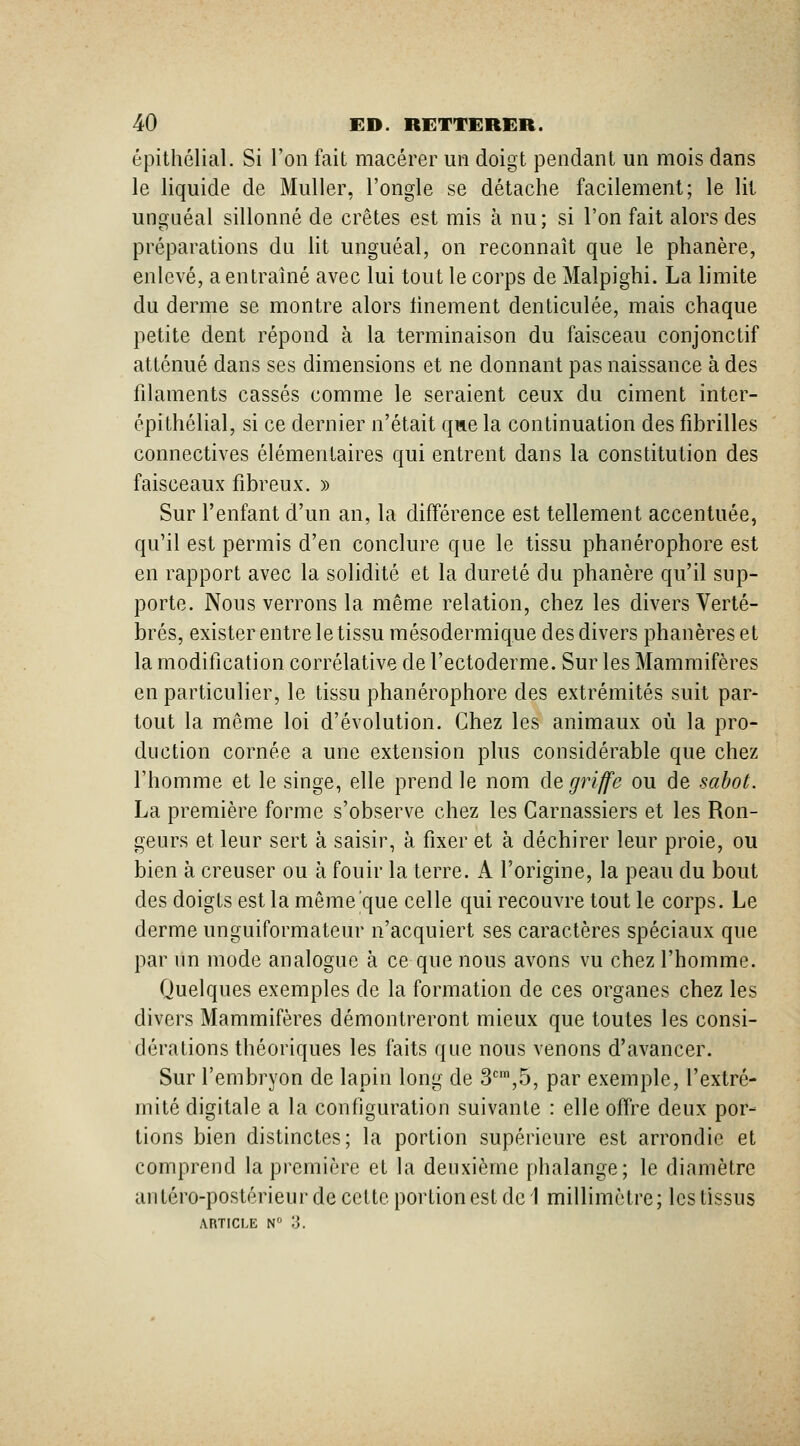 épithélial. Si l'on fait macérer un doigt pendant un mois dans le liquide de Muller, l'ongle se détache facilement; le lit ungLiéal sillonné de crêtes est mis à nu; si l'on fait alors des préparations du lit unguéal, on reconnaît que le phanère, enlevé, a entraîné avec lui tout le corps de Malpighi. La limite du derme se montre alors finement denticulée, mais chaque petite dent répond à la terminaison du faisceau conjonctif atténué dans ses dimensions et ne donnant pas naissance à des fdaments cassés comme le seraient ceux du ciment inter- épithélial, si ce dernier n'était que la continuation des fibrilles connectives élémentaires qui entrent dans la constitution des faisceaux fibreux. » Sur l'enfant d'un an, la différence est tellement accentuée, qu'il est permis d'en conclure que le tissu phanérophore est en rapport avec la solidité et la dureté du phanère qu'il snp- porte. Nous verrons la même relation, chez les divers Verté- brés, exister entre le tissu mésodermique des divers phanèreset la modification corrélative de l'ectoderme. Sur les Mammifères en particulier, le tissu phanérophore des extrémités suit par- tout la même loi d'évolution. Chez les animaux où la pro- duction cornée a une extension plus considérable que chez l'homme et le singe, elle prend le nom de griffe ou de sabot. La première forme s'observe chez les Carnassiers et les Ron- geurs et leur sert à saisir, à fixer et à déchirer leur proie, ou bien à creuser ou à fouir la terre. A l'origine, la peau du bout des doigts est la même que celle qui recouvre tout le corps. Le derme unguiformateur n'acquiert ses caractères spéciaux que par un mode analogue à ce que nous avons vu chez l'homme. Quelques exemples de la formation de ces organes chez les divers Mammifères démontreront mieux que toutes les consi- dérations théoriques les faits que nous venons d'avancer. Sur l'embryon de lapin long de 3,5, par exemple, l'extré- mité digitale a la configuration suivante : elle offre deux por- tions bien distinctes; la portion supérieure est arrondie et comprend la première et la deuxième phalange; le diamètre antéro-postérieur de cette portion est de I millimètre; les tissus