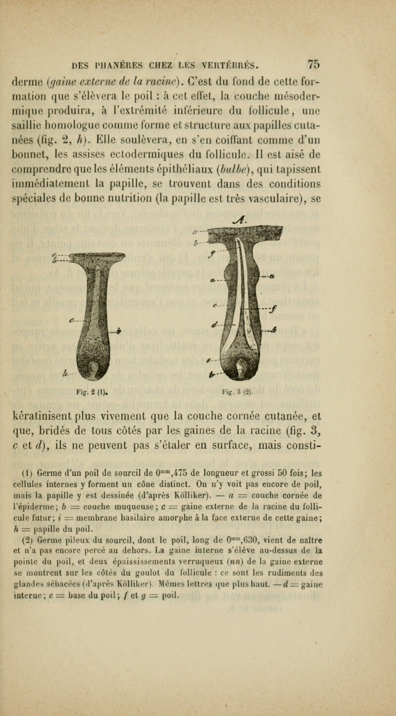 derme (gaine externe de la racine). C'est du fond de cette for- nijilioii que s'élèvcrta lo poil : à cet ellet, la couche mésoder- mique produira, à l'exlrémité intérieure du lollicule, une saillie homologue comme l'orme et structure aux papilles cuta- nées (fig. ^, h). Klle soulèvera, en s'en coifTant comme d'un bonnet, les assises ectodcrmiques du follicule. Il est aisé de comprendre que les éléments épithéliaux {bulbe), qui tapissent immédiaLement la papille, se trouvent dans des conditions spéciales de bonne nutrition (la papille est très vasculaire), se ^— Fig. 2 (1). Fig. 3 (2). kératinisent plus vivement que la couche cornée cutanée, et que, bridés de tous côtés par les gaines de la racine (fig. 3, c et </), ils ne peuvent pas s'étaler en surface, mais consti- (1) Germe d'un poil de sourcil de 0°,475 de longueur et grossi 50 fois; les cellules internes y forment un cône distinct. On n'y voit pas encore de poil, mais la papille y est dessinée (d'après Kôlliker). — a =: couche cornée de répiderme; b = couche muqueuse; c = gaine externe de la racine du folli- cule futur; i = membrane basilaire amorphe à la face externe de cette gaine; h =: papille du poil. (2) Germe pileux du sourcil, dont le poil, long de 0°,630, vient de naître et n'a pas encore percé au dehors. La gaine interne s'élève au-dessus de la poinie du poil, et deux épaississements verruqueux {nn) de la gaine externe se montrent sur les côtés du goulot du follicule : ce sont les rudiments des glandes sébacées (d'après Knllikcr). blêmes lettres ([ue plus haut. —d=; gaine interue ; c = base du poU ; / et </ = poil.