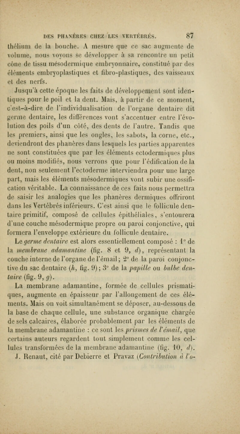 ihniiiiin de la bouche. A mesure que ce sac aup^monte de volume, nous voyous se développer à sa rencoulie un pclit cône de tissu mésodermique embryonnaire, constitué par des éléments embryoplastiques et fibro-plastiques, des vaisseaux el des nerfs. Jusqu'à cette époque les faits de développement sont iden- U(iues pour le poil et la dent. Mais, à partir de ce moment, c'est-à-dire de l'individualisation de l'organe dentaire dit germe dentaire, les différences vont s'accentuer entre l'évo- lution des poils d'un côté, des dents de l'antre. Tandis que les premiers, ainsi que les ongles, les sabots, la corne, etc., deviendront des phanères dans lesquels les parties apparentes ne sont constituées que par les éléments ectodermiques plus ou moins modifiés, nous verrons que pour l'édification de la dent, non seulement l'ectoderme interviendra pour une large part, mais les éléments mésodermiques vont subir une ossifi- cation véritable. La connaissance de ces faits nous permettra de saisir les analogies que les phanères dermiques offriront dans les Vertébrés inférieurs. C'est ainsi que le follicule den- taire primitif, composé de cellules épithéliales, s'entourera d'une couche mésodermique propre ou paroi conjonctive, qui formera l'enveloppe extérieure du follicule dentaire. Le germe dentaire est alors essentiellement composé : i de la membrane adamantine (fig. 8 et 9, d), représentant la couche interne de l'organe de l'émail ; ^^ de la paroi conjonc- tive du sac dentaire {h, fig. 9) ; 3° de la papille ou bulbe den- taire (û%. 9, fj). La membrane adamantine, formée de cellules prismati- ques, augmente en épaisseur par l'allongement de ces élé- ments. Mais on voit simultanément se déposer, au-dessous de la base de chaque cellule, une substance organique chargée de sels calcaires, élaborée probablement par les éléments de la membrane adamantine : ce sont les prismes de l'émail, que certains auteurs regardent tout simplement comme les cel- lules transformées de la membrane adamantine (fig. iO, d). .1. Renaut, cité parDebierre et Pravaz {Contribution à lu-