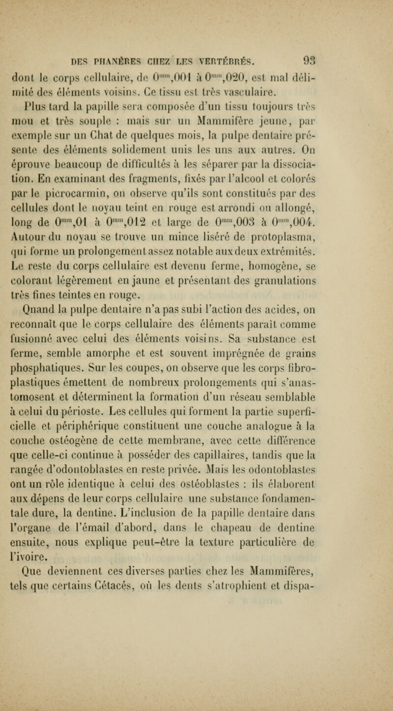 dont le corps ('cllnliiire, de 0,00| jï 0,(I^J(), est mal déli- mité des éléments voisins. Ce tissu est très vasculaire. JMus tard la papille sera composée d'un tissu toujours très mou et très souple : mais sur un Mammifère jeune, par exemple sur un Gliat de quelques mois, la pulpe dentaire pré- sente des éléments solidement unis les uns aux autres. On éprouve beaucoup de dil'licultés à les séparer par la dissocia- tion. En examinant des fragments, fixés par l'alcool et colorés par le picrocarmin, on observe qu'ils sont constitués par des cellules dont le noyau teint en rouge est arrondi ou allongé, long de 0,01 à 0,012 et large de 0,003 à 0,004. Autour du noyau se trouve un mince liséré de protoplasma, (|ui forme un prolongement assez notable aux deux extrémités. Le reste du corps cellulaire est devenu ferme, homogène, se colorant légèrement en jaune et présentant des granulations très fines teintes en rouere. Qnand la pulpe dentaire n'a pas subi l'action des acides, on reconnaît que le corps cellulaire des éléments parait comme fusionné avec celui des éléments voisins. Sa substance est ferme, semble amorphe et est souvent imprégnée de grains phospliatiques. Sur les coupes, on observe que les corps fibro- plastiques émettent de nombreux prolongements qui s'anas- tomosent et déterminent la formation d'un réseau semblable à celui du périoste. Les cellules qui forment la partie superfi- cielle et périphérique constituent une couche analogue à la couche ostéogène de cette membrane, avec cette différence que celle-ci continue à posséder des capillaires, tandis que la rangée d'odontoblastes en reste privée. Mais les odontoblastes ont un rôle identique à celui des ostéoblastes : ils élaborent aux dépens de leur corps cellulaire une substance fondamen- tale dure, la dentine. L'inclusion de la papille dentaire dans l'organe de l'émail d'abord, dans le chapeau de dentine ensuite, nous explique peut-être la texture particulière de l'ivoire. Que deviennent ces diverses parties chez les Mammifères, tels que certains Cétacés, où les dents s'atiophient et dispa-