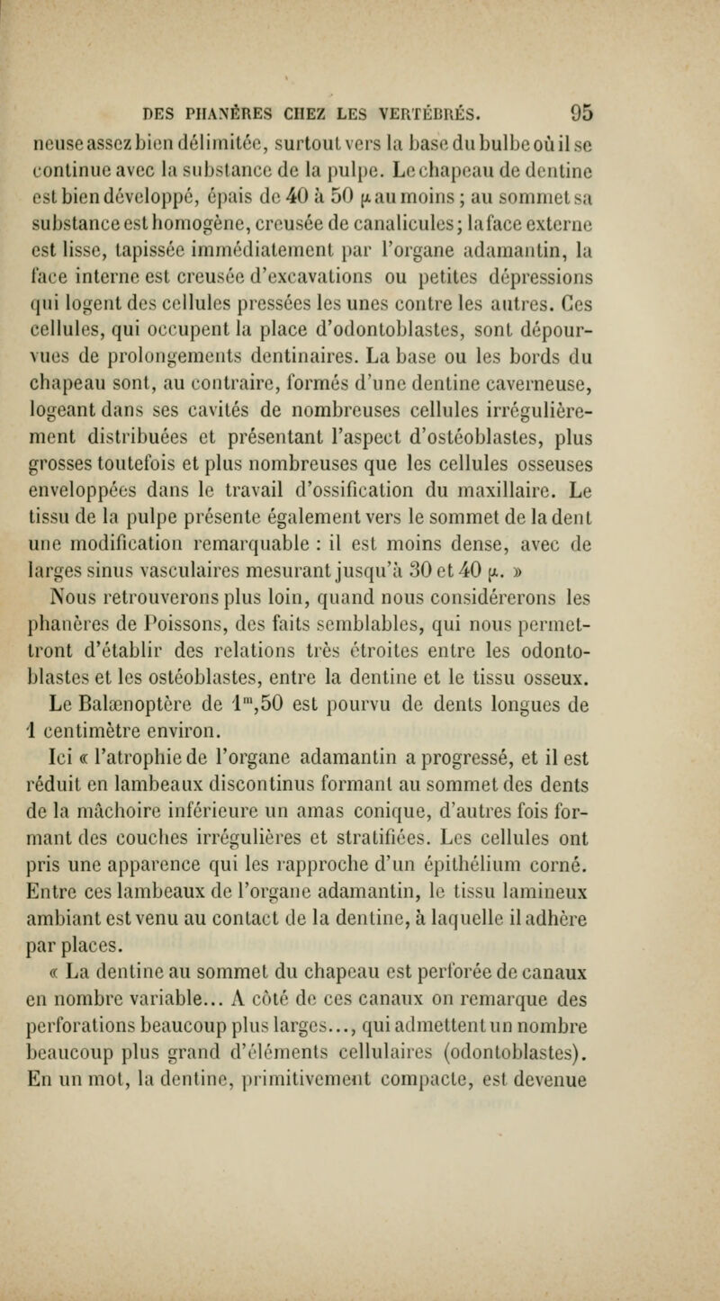 neiise assez bien délimitée, surtout vers la base du bulbe où il se continue avec la substance de la pulpe. Le chapeau de dentine est bien développé, épais de 40 à 50 (a au moins ; au sommet sa substance est homogène, creusée de canalicules; laface externe est lisse, tapissée immédiatement par l'organe adamantin, hi lace interne est creusée d'excavations ou petites dépressions qui logent des cellules pressées les unes contre les auti-es. Ces cellules, qui occupent la place d'odontoblastes, sont dépour- vues de prolongements dentinaires. La base ou les bords du chapeau sont, au contraire, formés d'une dentine caverneuse, logeant dans ses cavités de nombreuses cellules irrégulière- ment distribuées et présentant l'aspect d'ostéoblastes, plus grosses toutefois et plus nombreuses que les cellules osseuses enveloppées dans le travail d'ossification du maxillaire. Le tissu de la pulpe présente également vers le sommet de la dent une modification remarquable : il est moins dense, avec de larges sinus vasculaires mesurant jusqu'à 30 et 40 ^. » Nous retrouverons plus loin, quand nous considérerons les phanères de Poissons, des faits semblables, qui nous permet- tront d'établir des relations très étroites entre les odonto- blastes et les ostéoblastes, entre la dentine et le tissu osseux. Le Balœnoptère de 1™,50 est pourvu de dents longues de 1 centimètre environ. Ici « l'atrophie de l'organe adamantin a progressé, et il est réduit en lambeaux discontinus formant au sommet des dents de la mâchoire inférieure un amas conique, d'autres fois for- mant des couches irrégulières et stratifiées. Les cellules ont pris une apparence qui les rapproche d'un épithélium corné. Entre ces lambeaux de l'organe adamantin, le tissu lamineux ambiant est venu au contact de la dentine, à laquelle il adhère par places. « La dentine au sommet du chapeau est perforée de canaux en nombre variable... A côté de ces canaux on remarque des perforations beaucoup plus larges..., qui admettent un nombre beaucoup plus grand d'éléments cellulaires (odontoblastes). En un mot, la dentine, primitivement compacte, est devenue