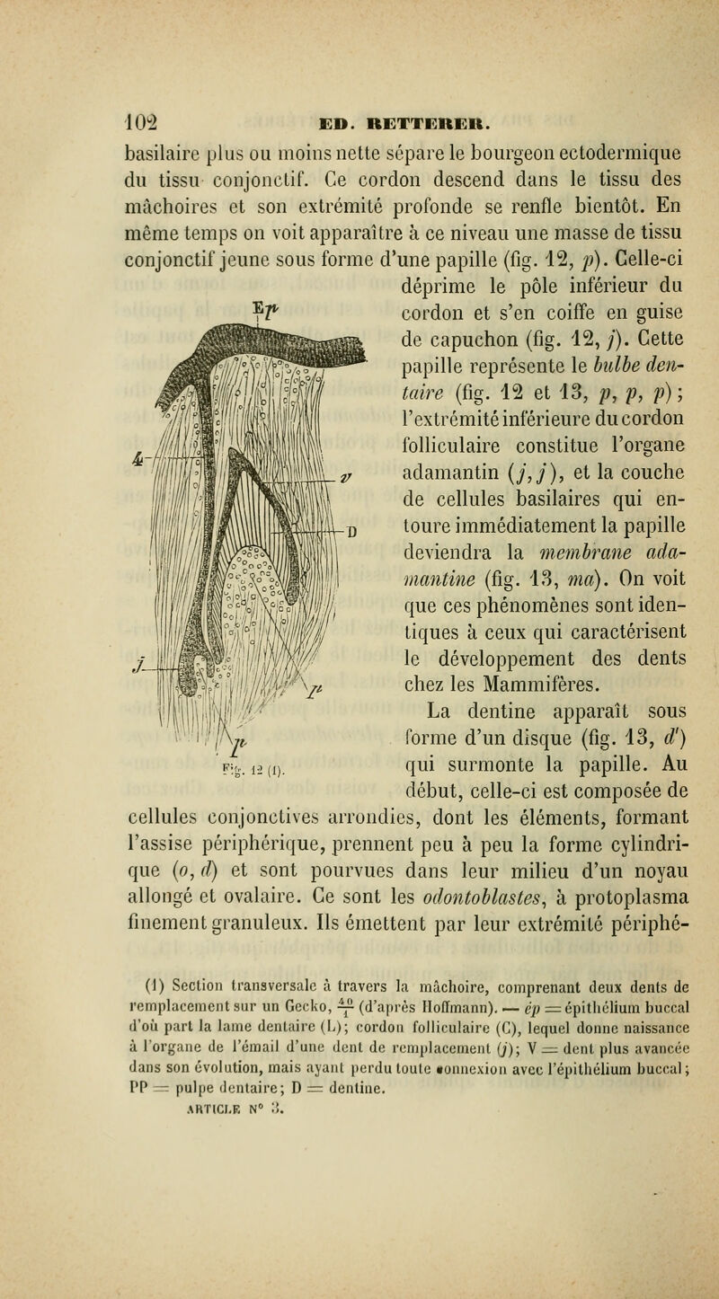 basilairc plus ou moins nette sépare le bourgeon ectodermique du tissu conjonctif. Ce cordon descend dans le tissu des mâchoires et son extrémité profonde se renfle bientôt. En même temps on voit apparaître à ce niveau une masse de tissu conjonctif jeune sous forme d'une papille (fig. 12, p). Celle-ci déprime le pôle inférieur du cordon et s'en coiffe en guise de capuchon (fig. 12, /). Cette papille représente le hulbe den- taire (fig. 12 et 13, /?, p, p) ; l'extrémité inférieure du cordon folliculaire constitue l'organe adamantin (j,j), et la couche de cellules basilaires qui en- toure immédiatement la papille deviendra la membrane ada- mantine (fig. 18, ma). On voit que ces phénomènes sont iden- tiques à ceux qui caractérisent le développement des dents chez les Mammifères. La dentine apparaît sous forme d'un disque (fig. 13, d') qui surmonte la papille. Au début, celle-ci est composée de cellules conjonctives arrondies, dont les éléments, formant l'assise périphérique, prennent peu à peu la forme cylindri- que (o, d) et sont pourvues dans leur milieu d'un noyau allongé et ovalaire. Ce sont les odontohlastes, à protoplasma finement granuleux. Ils émettent par leur extrémité périphé- (1) Section transversale à travers la mâchoire, comprenant deux dents de remplacement sur un Gecko, -^ (d'après Hoffmann). — ép = épitliélium buccal d'oîi part la lame dentaire (L); cordon folliculaire (C), lequel donne naissance à l'organe de l'émail d'une dent de remplacement (/); V = dent plus avancée dans son évolution, mais ayant perdu toute «onuexion avec l'épilhélium buccal; PP = pulpe dentaire; D = dentine.