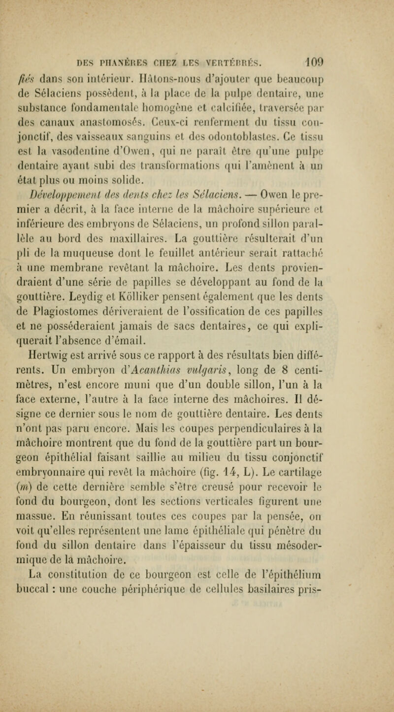 fit's; dans son intérienr. Ilàtons-nous d'ajouter que beaucoup de Sélaciens possèdcnf, à la place de la pulpe dentaire, une substance l'ondainentale homogène et calcifiée, traversée par des canaux anastomosés. Ceux-ci renferment du tissu coii- jonctit', des vaisseaux sanguins et des odontoblastes. Ce tissu est la vasodoiitine d'Owcn, qui n(^. paraît être rju'une pulpe dentaire ayant subi des transiormations qui l'aniènent à un état plus ou moins solide. Dêveloppemenl des dents chez les Sélaciens. — Owen le pre- mier a décrit, à la (ace interne de la mâchoire supérieure et inférieure des embryons de Sélaciens, un profond sillon paial- l(Me au bord des maxillaires. La gouttière résulterait d'un pli de la muqueuse dont le feuillet antérieur serait rattaché à une membrane revêtant la mâchoire. Les dents provien- draient d'une série de papilles se développant au fond de la gouttière. Leydig et Kôlliker pensent également que les dents de Plagiostomes dériveraient de l'ossification de ces papilles et ne posséderaient jamais de sacs dentaires, ce qui expli- querait l'absence d'émail. Hertwig est arrivé sous ce rapport à des résultats bien diffé- rents. Un embryon (ïAcanthias vuUjaris^ long de 8 centi- mètres, n'est encore muni que d'un double sillon, l'un à la face externe, l'autre à la face interne des mâchoires. Il dé- signe ce dernier sous le nom de gouttière dentaire. Les dents n'ont pas paru encore. Mais les coupes perpendiculaires à la mâchoire montrent que du fond de la gouttière part un bour- geon épithélial faisant saillie au milieu du tissu conjonctif embryonnaire qui revêt la mâchoire (fig. 14, L). Le cartilage {m) de cette dernière semble s'être creusé pour recevoir le fond du bourgeon, dont les sections verticales figurent une massue. En réunissant toutes ces coupes par la pensée, on voit qu'elles représentent une lame épithéliale qui pénètre du fond du sillon dentaire dans l'épaisseur du tissu mésoder- mique de la mâchoire. La constitution de ce bourgeon est celle de l'épithélium buccal : une couche périphérique de cellules basilaires pris-