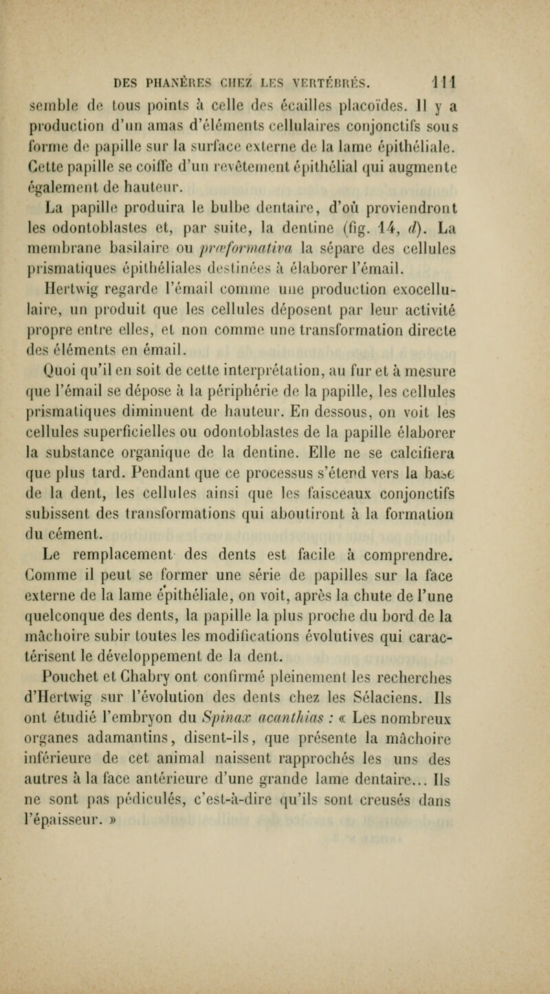 somblo do tous jioints à colle dos écailles placoïdes. 11 y a production d'un amas d'éléuieuts cellulaires conjonctifs sous forme de papille sur la surface externe de la lame épithéliale. Cette papille se coiffe d'un revêtement épilhélial qui augmente également de hauteur. La papille; produira le bulbe dentaire, d'où proviendront les odontoblastes et, par suite, la dentine (fig. 14, d). La membrane basilaire ou prœformativa la sépare des cellules prismatiques épithéliales destinées à élaborer l'émail. Ilertwig regarde l'émail comme une production exocellu- laire, un produit que les cellules déposent par leur activité propre entre elles, et non comme une transformation directe des éléments en émail. Quoi qu'il en soit de cette interprétation, au fur et à mesure que l'émail se dépose à la périphérie do la papille, les cellules prismatiques diminuent de hauteur. En dessous, on voit les cellules superficielles ou odontoblastes de la papille élaborer la substance organique de la dentine. Elle ne se calcifiera que plus tard. Pendant que ce processus s'étend vers la babt de la dent, les cellules ainsi que les faisceaux conjonctifs subissent des transformations qui aboutiront à la formation du cément. Le remplacement des dents est facile à comprendre. Comme il peut se former une série de papilles sur la face externe de la lame épithéliale, on voit, après la chute de l'une quelconque des dents, la papille la plus proche du bord de la mâchoire subir toutes les modifications évolutives qui carac- térisent le développement de la dent. Pouchet et Chabry ont confirmé pleinement les recherches d'Hertwig sur l'évolution des dents chez les Sélaciens. Ils ont étudié l'embryon du Spinax acanthias : « Les nombreux organes adamantins, disent-ils, que présente la mâchoire inférieure de cet animal naissent rapprochés les uns des autres à la face antérieure d'une grande lame dentaire... Ils ne sont pas pédicules, c'est-à-dire qu'ils sont creusés dans l'épaisseur. »