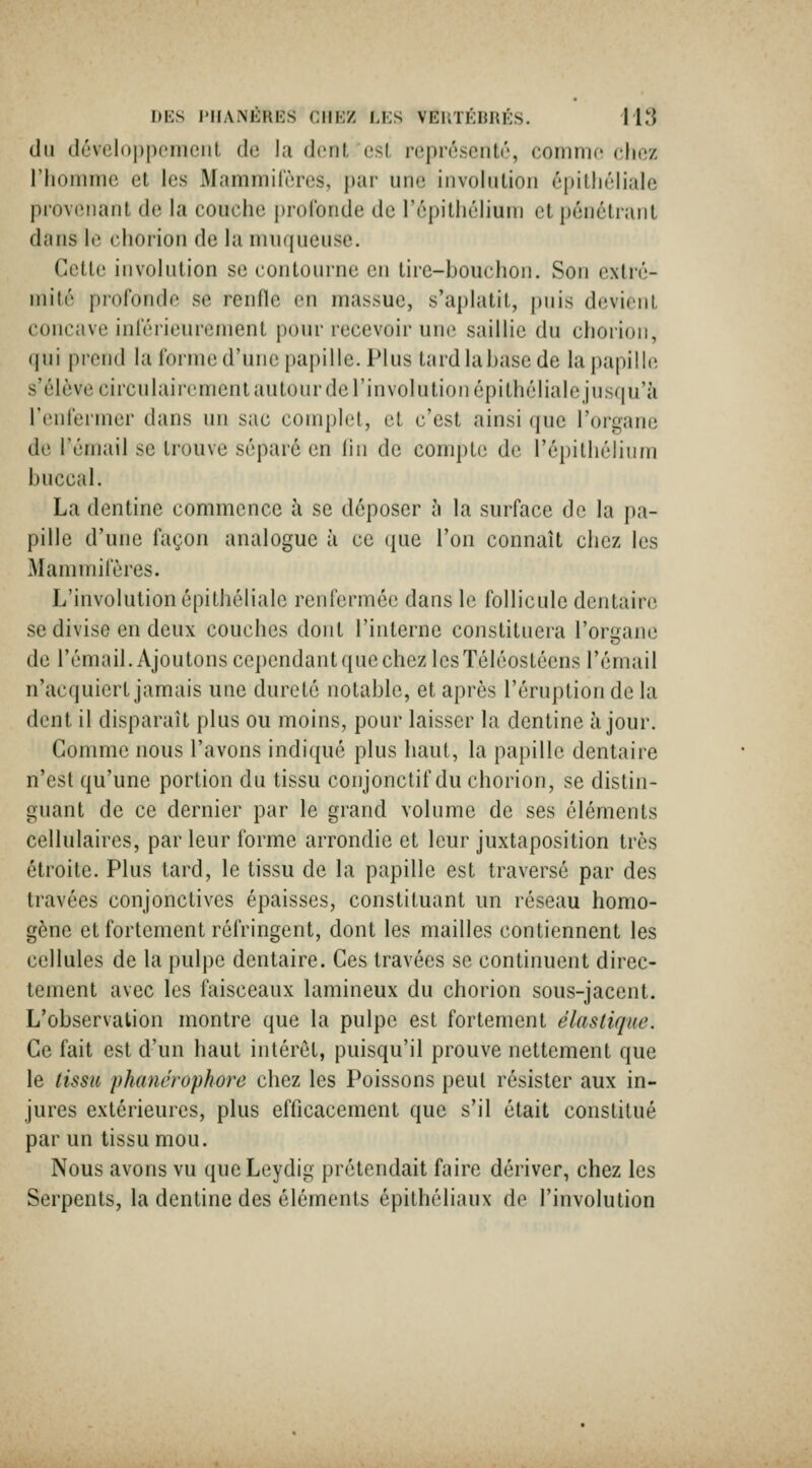 du dévcloijpemcnl de la dent est représenté, coinnic eliez riiomme et les Mamniilères, par une involution épitliéliale provenant de la couche profonde de l'épithéliuin et pénétrant dans le chorion de la muqueuse. Cette involution se contourne en tire-bouchon. Son extré- mité profonde se renfle en massue, s'aplatit, puis devient concave inlërieurement pour recevoir une saillie du chorion, qui prend la forme d'une papille. Plus tardlabasede la papille s'élève circulai rement au tour de l'involution épi lhélialejnsr|u'à l'enlermer dans un sac complet, et c'est ainsi que l'organe de l'émail se trouve séparé en lin de compte de l'épithéliwm buccal. La dentine commence à se déposer à la surface de la pa- pille d'une façon analogue à ce (|ue l'on connaît chez les Mammifères. L'involulionépithéliale renfermée dans le follicule dentaire se divise en deux couches dont l'interne constituera l'orirane de l'émail.AjoutonscependantquechezlesTéléostéens l'émail n'acquiert jamais une dureté notable, et après l'éruption de la dent il disparaît plus ou moins, pour laisser la dentine à jour. Gomme nous l'avons indiqué plus haut, la papille dentaire n'est qu'une portion du tissu conjonctif du chorion, se distin- guant de ce dernier par le grand volume de ses éléments cellulaires, par leur forme arrondie et leur juxtaposition très étroite. Plus tard, le tissu de la papille est traversé par des travées conjonctives épaisses, constituant un réseau homo- gène et fortement réfringent, dont les mailles contiennent les cellules de la pulpe dentaire. Ces travées se continuent direc- tement avec les faisceaux lamineux du chorion sous-jacent. L'observation montre que la pulpe est fortement élastique. Ce fait est d'un haut intérêt, puisqu'il prouve nettement que le tissu phanérophore chez les Poissons peut résister aux in- jures extérieures, plus efficacement que s'il était constitué par un tissu mou. Nous avons vu queLeydig prétendait faire dériver, chez les Serpents, la dentine des éléments épithéliaux de l'involution