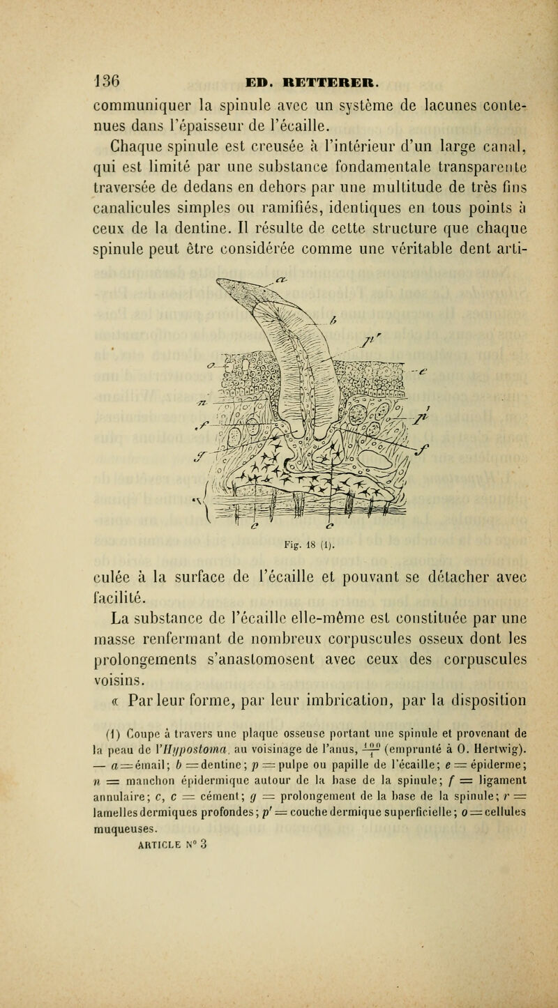 communiquer la spinule avec un système de lacunes conte- nues dans l'épaisseur de l'écaillé. Chaque spinule est creusée à l'intérieur d'un large canal, qui est limité par une substance fondamentale transparente traversée de dedans en dehors par une multitude de très fins canalicules simples ou ramifiés, identiques en tous points îi ceux de la dentine. Il résulte de cette structure que chaque spinule peut être considérée comme une véritable dent arti- 7' culée à la surface de l'écaillé et pouvant se détacher avec facilité. La substance de l'écaillé elle-même est constituée par une masse renfermant de nombreux corpuscules osseux dont les prolongements s'anastomosent avec ceux des corpuscules voisins. « Parleur forme, par leur imbrication, par la disposition (1) Coupe à travers une plaque osseuse portant une spinule et provenant de la peau de Vllupostoma. au voisinage de l'anus, -^ (emprunté à 0. Hertwig). — a = émail; 6 = dentine;;)=: pulpe ou papille de l'écaillé; e = épiderme; n := manchon épidermique autour de la base de la spinule; f = ligament annulaire; c, C := cément; g = prolongement de la base de la spinule; r = lamelles dermiques profondes ; p' =^ couche dermique superficielle ; o =^ cellules muqueuses.