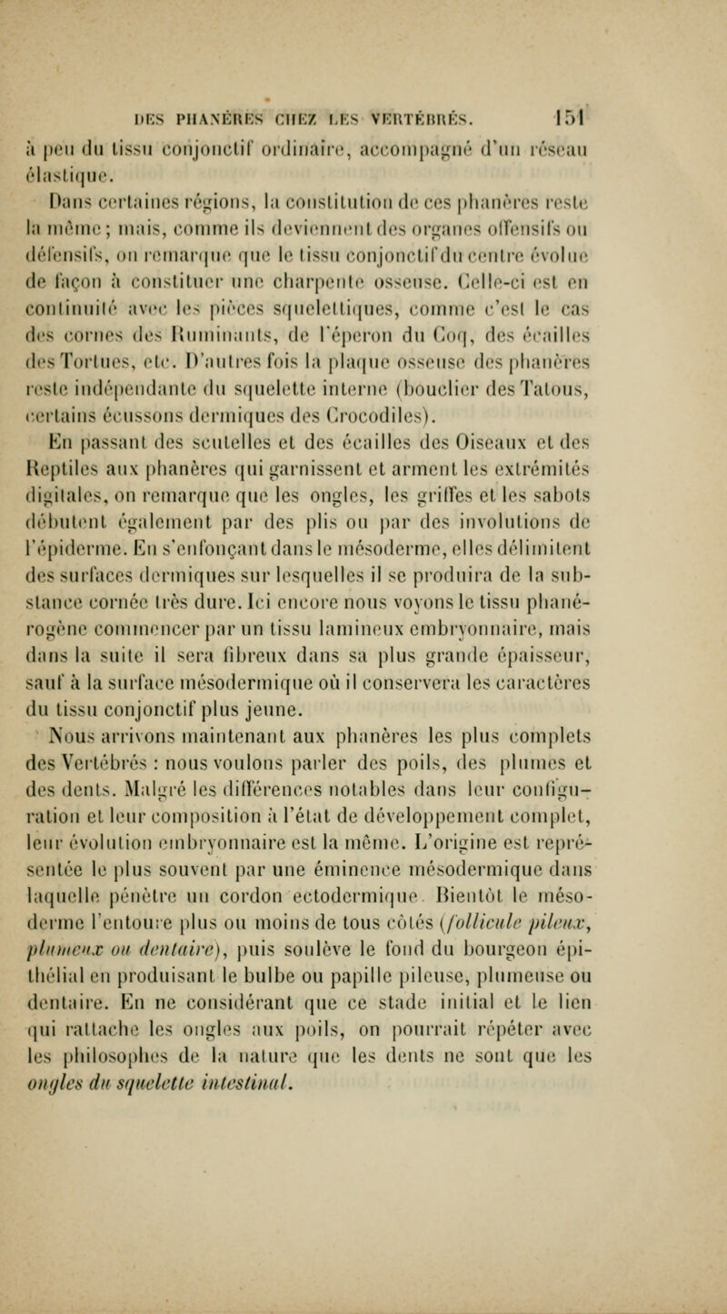 à peu du lissii conjoiictil ordinaii'c, accompagné d'un léscau élasli((iit'. Dans C('itainc.s i'(\ifioiis, la consLilulion do ces i)lian('res reste la niôinc; mais, comme ils deviennent des organes oITensit's on dérensils, on nMii;n(|iie (jne le lissn conjonclifdn centre évolue de taçoii à constitnei- nn(! charpente ossense. Celle-ci est en conlimiilé avec les pièces sf|neletti(jues, comme c'est le cas des cornes des Hnminants, de l'éperon dn Coq, des écailles des Torines, ele. D'antres fois la plafjuc osseuse des j)lia.néres reste indépendante dn S(|uelette interne (bouclier des Tatous, cei'tains écnssons dermiques des Crocodiles). En passant des scntelles et des écailles des Oiseaux et des Reptiles aux phanères qui garnissent et arment les extrémités digitales, on remarque que les ongles, les griffes et les sabots débnlent égalenn^nt par des plis on par des invointions de l'épiderme. En s'enronçantdansie mésoderme, elles délimitent des surfaces dermiques sur lesquelles il se produira de la sub- stance cornée 1res dure. Ici encore nous voyons le tissu phané- rogène commencer par un tissu lamineux embryonnaire, mais dans la suite il sera librenx dans sa plus grande épaisseur, sauf à la surface mésodenniqne où il conservera les caractères du tissu conjonctif plus jeune. Nous arrivons maintenant aux phanères les plus complets des Vertébrés : nous voulons parler des poils, des plumes et des dents. Malgré les diiïérences notables dat)s leur conligu- ration et leur composition à l'état de développement complet, leur évolution embryonnaire est la môme. L'origine est repré- sentée le plus souvent par une éminence mésodermique dans laquelle pénètre un cordon ectodermiqne. Bientôt le méso- derme rentoure plus on moins de tous cotés [follicule- pilcnXy plinitcux ou dentaire), puis soulève le fond dn bourgeon épi- thélial en produisant le bulbe ou papille pileuse, plumeuse ou dentaire. En ne considérant que ce stade inilial et le lien (|ni rallachc les oiigl(\s aux poils, on pourrait répéter avec les philosophes de la nature que les dents ne sont que les onyles du squelette intestinal.