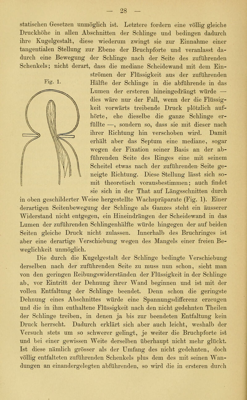 Ficr. 1. statischen Gesetzen uumöglicli ist. Letztere fordern eine völlig gleiche Druckhöhe in allen Abschnitten der Schlinge und bedingen dadurch ihre Kugelgestalt, diese wiederum zwingt sie zur Einnahme einer tangentialen Stellung zur Ebene der Bruchpforte und veranlasst da- dm-ch eine Bewegung der Schhnge nach der Seite des zuführenden Schenkels; nicht derart, dass die mediane Scheidewand mit dem Ein- strömen der Flüssigkeit aus der zuführenden Hälfte der Schlinge in die abführende in das Lumen der ersteren hineingedrängt würde — dies wäre nur der Fall, wenn der die Flüssig- keit vorwärts treibende Druck plötzlich auf- hörte, ehe dieselbe die ganze Schlinge er- füllte —, sondern so, dass sie mit dieser nach ihrer Richtung hin verschoben wird. Damit erhält aber das Septum eine mediane, sogar wegen der Fixation seiner Basis an der ab- führenden Seite des Ringes eine mit seinem Scheitel etwas nach der zuführenden- Seite ge- neigte Richtung. Diese Stellung lässt sich so- mit theoretisch vorausbestimmen; auch findet sie sich in der That auf Längsschnitten durch in oben geschilderter Weise hergestellte Wachspräparate (Fig. 1). Einer derartigen Seitenbewegung der Schlinge als Ganzes steht ein äusserer Widerstand nicht entgegen, ein Hineindrängen der Scheidewand in das Lumen der zufülirenden Schhngenhälfte würde hingegen der auf beiden Seiten gleiche Druck nicht zulassen. Innerhalb des Bruchringes ist aber eine derartige Verschiebung wegen des Mangels einer freien Be- weghchkeit unmöglich. Die durch die Kugelgestalt der Schlinge beding-te Verschiebung derselben nach der zuführenden Seite zu muss nun schon, sieht man von den geringen Reibungswiderständen der Flüssigkeit in der Schlinge ab, vor Eintritt der Dehnung ihrer Wand beginnen und ist mit der vollen Entfaltung der SclJinge beendet. Denn schon die geringste Dehnung eines Abschnittes würde eine Spannungsdifferenz erzeugen und die in ihm enthaltene Flüssigkeit nach den nicht gedehnten Theilen der Schlinge treiben, in denen ja bis zm- beendeten Entfaltung kein Druck herrscht. Dadurch erklärt sich aber auch leicht, weshalb der Versuch stets um so schwerer gelmgt, je weiter die Bruchpforte ist und bei einer gewissen Weite derselben überhaupt nicht mehr- glückt. Ist diese nämlich grösser als der Umfang des nicht gedehnten, doch völlig entfalteten zuführenden Schenkels plus dem des mit seinen Wan- dungen an einandergelegten abführenden, so wü'd die in ersteren durch