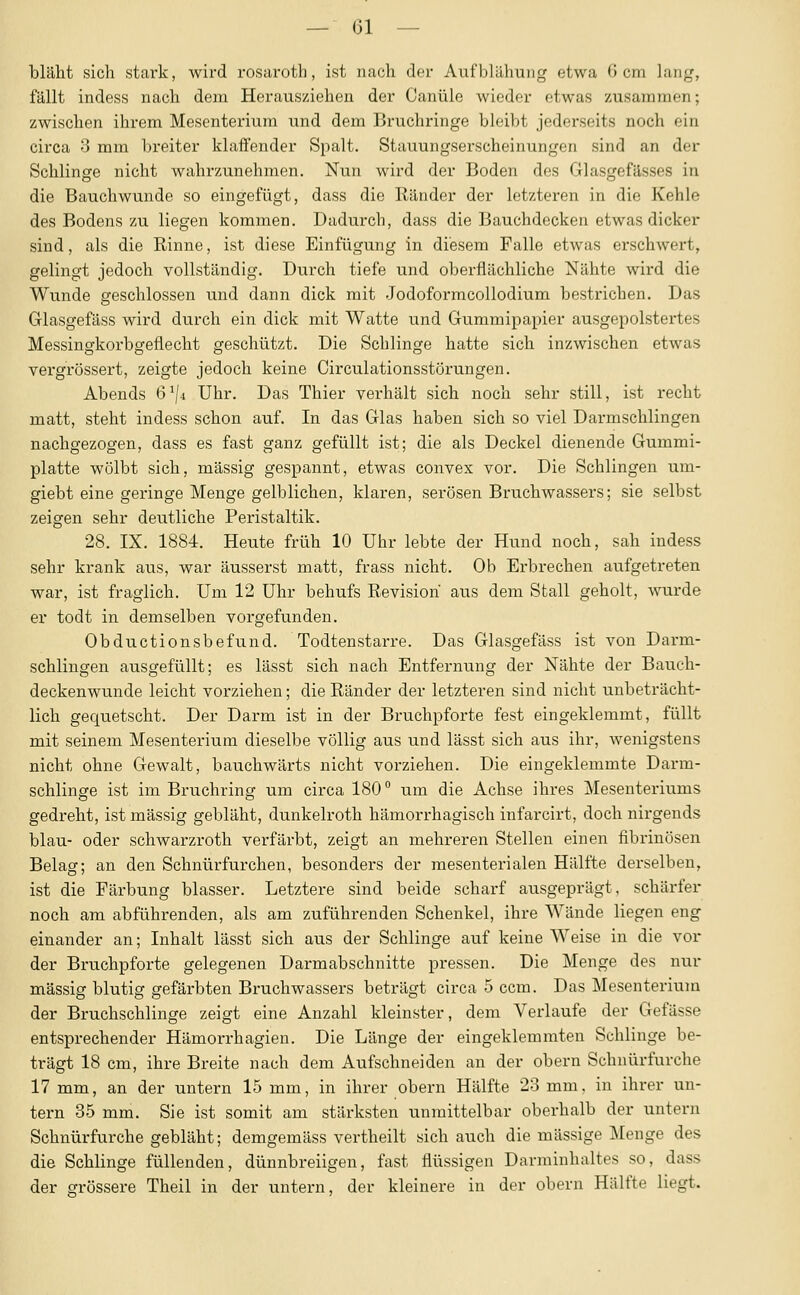 bläht sich stark, wird rosaroth, ist nach der Aufblähung etwa Gern lang, fällt indess nach dem Herausziehen der Canüle wieder etwas zusammen; zwischen ihrem Mesenterium und dem Bruchringe bleibt jederseits noch ein circa 3 mm breiter klaffender Spalt. Stauungserscheinungen sind an der Schlinge nicht Avahr/Ainehmen. Nun wird der Boden des Glasgefässes in die Bauchwunde so eingefügt, dass die Ränder der letzteren in die Kehle des Bodens zu liegen kommen. Dadurch, dass die Bauchdecken etwas dicker sind, als die Rinne, ist diese Einfügung in diesem Falle etwas erschwert, gelingt jedoch vollständig. Durch tiefe und oberflächliche Nähte wird die Wunde geschlossen und dann dick mit Jodoformcollodium bestrichen. Das Glasgefäss wird durch ein dick mit Watte und Gummipapier ausgepolstertes Messingkorbgeflecht geschützt. Die Schlinge hatte sich inzwischen etwas vergrössert, zeigte jedoch keine Circulationsstörungen. Abends 6^/4 Uhr. Das Thier verhält sich noch sehr still, ist recht matt, steht indess schon auf. In das Glas haben sich so viel Darmschlingen nachgezogen, dass es fast ganz gefüllt ist; die als Deckel dienende Gummi- platte wölbt sich, massig gespannt, etwas convex vor. Die Schlingen um- giebt eine geringe Menge gelblichen, klaren, serösen Bruchwassers; sie selbst zeigen sehr deutliche Peristaltik. 28. IX. 1884. Heute früh 10 Uhr lebte der Hund noch, sah indess sehr krank aus, war äusserst matt, frass nicht. Ob Erbrechen aufgetreten war, ist fraglich. Um 12 Uhr behufs Revision aus dem Stall geholt, wurde er todt in demselben vorgefunden. Obductionsbefund. Todtenstarre. Das Glasgefäss ist von Dai-m- schlingen ausgefüllt; es lässt sich nach Entfernung der Nähte der Bauch- deckenwunde leicht vorziehen; die Ränder der letzteren sind nicht unbeträcht- lich gequetscht. Der Darm ist in der Bruchpforte fest eingeklemmt, füllt mit seinem Mesenterium dieselbe völlig aus und lässt sich aus ihr, wenigstens nicht ohne Gewalt, bauchwärts nicht vorziehen. Die eingeklemmte Darm- schlinge ist im Bruchring um circa 180° um die Achse ihres Mesenteriums gedreht, ist massig gebläht, dunkelroth hämorrhagisch infarcirt, doch nirgends blau- oder schwarzroth verfärbt, zeigt an mehreren Stellen einen fibrinösen Belag; an den Schnürfurchen, besonders der mesenterialen Hälfte derselben, ist die Färbung blasser. Letztere sind beide scharf ausgeprägt, schärfer noch am abführenden, als am zuführenden Schenkel, ihre AVände liegen eng einander an; Inhalt lässt sich aus der Schlinge auf keine Weise in die vor der Bruchpforte gelegenen Darmabschnitte pressen. Die Menge des nur massig blutig gefärbten Bruchwassers beträgt circa 5 ccm. Das Mesenterium der Bruchschlinge zeigt eine Anzahl kleinster, dem Verlaufe der Gefässe entsprechender Hämorrhagien. Die Länge der eingeklemmten Schlinge be- trägt 18 cm, ihre Breite nach dem Aufschneiden an der obern Schnürfurche 17 mm, an der untern 15 mm, in ihrer obern Hälfte 23 mm, in ihrer un- tern 35 mm. Sie ist somit am stärksten unmittelbar oberhalb der untern Schnürfurche gebläht; demgemäss vertheilt sich auch die massige Menge des die Schlinge füllenden, dünnbreiigen, fast flüssigen Darminhaltes so, dass der grössere Theil in der untern, der kleinere in der obern Hälfte liegt.
