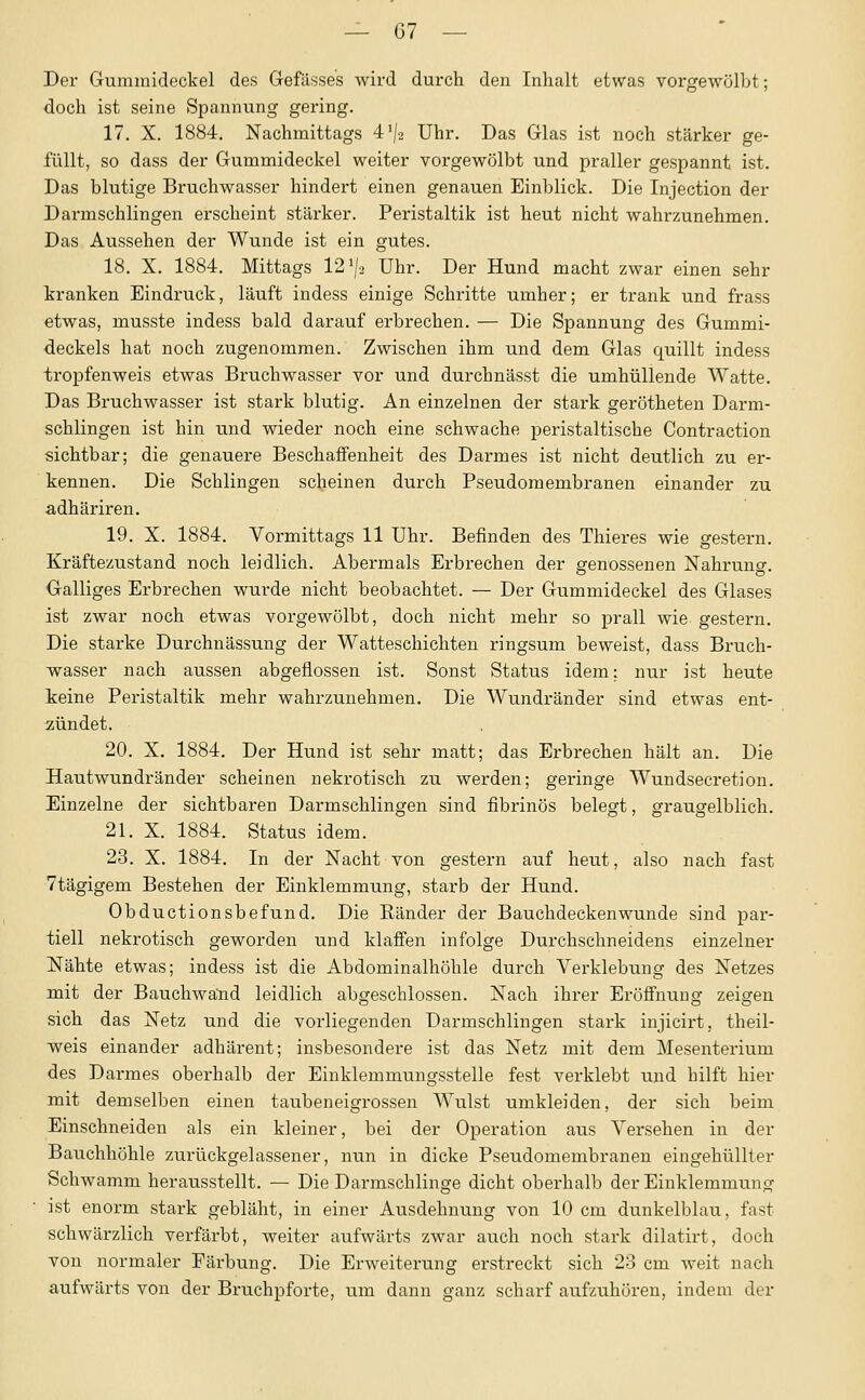Der Gummideckel des Gefässes wird durch den Inhalt etwas vorgewölbt; doch ist seine Spannung gering. 17. X. 1884. Nachmittags 4'|2 Uhr. Das Glas ist noch stärker ge- füllt, so dass der Gummideckel weiter vorgewölbt und praller gespannt ist. Das blutige Bruchwasser hindert einen genauen Einblick. Die Injection der Darmschlingen erscheint stärker. Peristaltik ist heut nicht wahrzunehmen. Das Aussehen der Wunde ist ein gutes. 18. X. 1884. Mittags 12^/3 Uhr. Der Hund macht zwar einen sehr kranken Eindruck, läuft indess einige Schritte umher; er trank und frass etwas, musste indess bald darauf erbrechen. — Die Spannung des Gummi- deckels hat noch zugenommen. Zwischen ihm und dem Glas quillt indess tropfenweis etwas Bruchwasser vor und durchnässt die umhüllende Watte. Das Bruchwasser ist stark blutig. An einzelnen der stark gerötheten Darm- schlingen ist hin und wieder noch eine schwache peristaltische Contraction sichtbar; die genauere Beschaffenheit des Darmes ist nicht deutlich zu er- kennen. Die Schlingen scheinen durch Pseudomembranen einander zu adhäriren. 19. X. 1884. Vormittags 11 Uhr. Befinden des Thieres wie gestern. Kräftezustand noch leidlich. Abermals Erbrechen der genossenen Nahrung. Galliges Erbrechen wurde nicht beobachtet. — Der Gummideckel des Glases ist zwar noch etwas vorgewölbt, doch nicht mehr so prall wie gestern. Die starke Durchnässung der Watteschichten ringsum beweist, dass Bruch- vyasser nach aussen abgeflossen ist. Sonst Status idem: nur ist heute keine Peristaltik mehr wahrzunehmen. Die Wundränder sind etwas ent- zündet. 20. X. 1884. Der Hund ist sehr matt; das Erbrechen hält an. Die Hautwundränder scheinen nekrotisch zu werden; geringe Wundsecretion. Einzelne der sichtbaren Darmschlingen sind fibrinös belegt, graugelblich. 21. X. 1884. Status idem. 23. X. 1884. In der Nacht von gestern auf heut, also nach fast Vtägigem Bestehen der Einklemmung, starb der Hund. Obductionsbefund. Die Ränder der Bauchdeckenwunde sind par- tiell nekrotisch geworden und klaffen infolge Durchschneidens einzelner Nähte etwas; indess ist die Abdominalhöhle durch Verklebung des Netzes mit der Bauchwänd leidlich abgeschlossen. Nach ihrer Eröffnung zeigen sich das Netz und die vorliegenden Darmschlingen stark injicirt, theil- weis einander adhärent; insbesondere ist das Netz mit dem Mesenterium des Darmes oberhalb der Einklemmungsstelle fest verklebt und hilft hier mit demselben einen taubeneigrossen Wulst umkleiden, der sich beim Einschneiden als ein kleiner, bei der Operation aus Versehen in der Bauchhöhle zurückgelassener, nun in dicke Pseudomembranen eingehüllter Schwamm herausstellt. — Die Darmschlinge dicht oberhalb der Einklemmung ist enorm stark gebläht, in einer Ausdehnung von 10 cm dunkelblau, fast schwärzlich verfärbt, weiter aufwärts zwar auch noch stark dilatirt, doch von normaler Färbung. Die Erweiterung erstreckt sich 23 cm weit nach aufwärts von der Bruchpforte, um dann ganz scharf aufzuhören, indem der