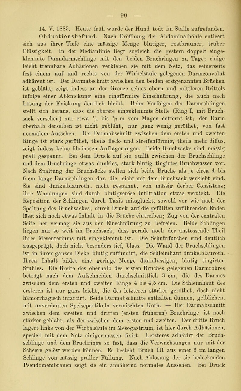 14. V. 1885. Heute früh wurde der Hund todt im Stalle aufgefunden. Obductionsbefund. Nach Eröffnung der Abdominalhöhle entleert sich aus ihrer Tiefe eine massige Menge blutiger, rostbrauner, trüber Flüssigkeit. In der Medianlinie liegt sogleich die gestern doppelt einge- klemmte Dünndarmschlinge mit den beiden Bruchringen zu Tage; einige leicht trennbare Adhäsionen verkleben sie mit dem Netz, das seinerseits fest einem auf und rechts von der Wirbelsäule gelegenen Darmconvolut adhärent ist. Der Darmabschnitt zwischen den beiden erstgenannten Brüchen ist gebläht, zeigt indess an der Grenze seines obern und mittleren Drittels infolge einer Abknickung eine ringförmige Einschnürung, die auch nach Lösung der Knickung deutlich bleibt. Beim Verfolgen der Darmschlingen stellt sich heraus, dass die oberste eingeklemmte Stelle (Ring I, mit Bruch- sack versehen) nur etwa ^/4 bis ^/s m vom Magen entfernt ist; der Darm oberhalb derselben ist nicht gebläht, nur ganz wenig geröthet, von fast normalem Aussehen. Der Darmabschnitt zwischen dem ersten und zweiten Ringe ist stark geröthet, theils fleck- und streifenförmig, theils mehr diffus, zeigt indess keine fibrinösen Auflagerungen. Beide Bruchsäcke sind massig prall gespannt. Bei dem Druck auf sie quillt zwischen der Bruchschlinge und dem Bruchringe etwas dunkles, stark blutig tingirtes Bruchwasser vor. Nach Spaltung der Bruchsäcke stellen sich beide Brüche als je circa 4 bis 6 cm lange Darmschlingen dar, die leicht mit dem Bruchsack -s^rklebt sind. Sie sind dunkelblauroth, nicht gespannt, von massig derber Consisteuz; ihre Wandungen sind durch blutigseröse Infiltration etwas verdickt. Die Reposition der Schlingen durch Taxis missglückt, sowohl vor wie nach der Spaltung des Bruchsackes; durch Druck auf die gefüllten zuführenden Enden lässt sich noch etwas Inhalt in die Brüche eintreiben; Zug von der centralen Seite her vermag sie aus der Einschnürung zu befreien. Beide Schlingen liegen nur so weit im Bruchsack, dass gerade noch der austossende Theil ihres Mesenteriums mit eingeklemmt ist. Die Schnürfurchen sind deutlich ausgeprägt, doch nicht besonders tief, blass. Die Wand der Bruchschlingen ist in ihrer ganzen Dicke blutig suifundirt, die Schleimhaut dunkelblauroth. Ihren Inhalt bildet eine geringe Menge dünnflüssigen, blutig tingirten Stuhles. Die Breite des oberhalb des ersten Bruches gelegenen Darmrohres beträgt nach dem Aufschneiden durchschnittlich 3 cm, die des Darmes zwischen dem ersten und zweiten Ringe 4 bis 4,5 cm. Die Schleimhaut des ersteren ist nur ganz leicht, die des letzteren stärker geröthet, doch nicht hämorrhagisch infarcirt. Beide Darmabschnitte enthalten dünnen, gelblichen, mit unverdauten Speisepartikeln vermischten Koth. — Der Darmabschnitt zwischen dem zweiten und dritten (ersten früheren) Bruchringe ist noch stärker gebläht, als der zwischen dem ersten und zweiten. Der dritte Bruch lagert links von der Wirbelsäule im Mesogastrium, ist hier durch Adhäsionen, speciell mit dem Netz einigermassen fixirt. Letzteres adhärirt der Bruch- schlinge und dem Bruchringe so fest, dass die Verwachsungen nur mit der Scheere gelöst werden können. Es besteht Bx'uch III aus einer 6 cm langen Schlinge von massig praller Füllung. Nach Ablösung der sie bedeckenden Pseudomembranen zeigt sie ein annähernd normales Aussehen. Bei Druck