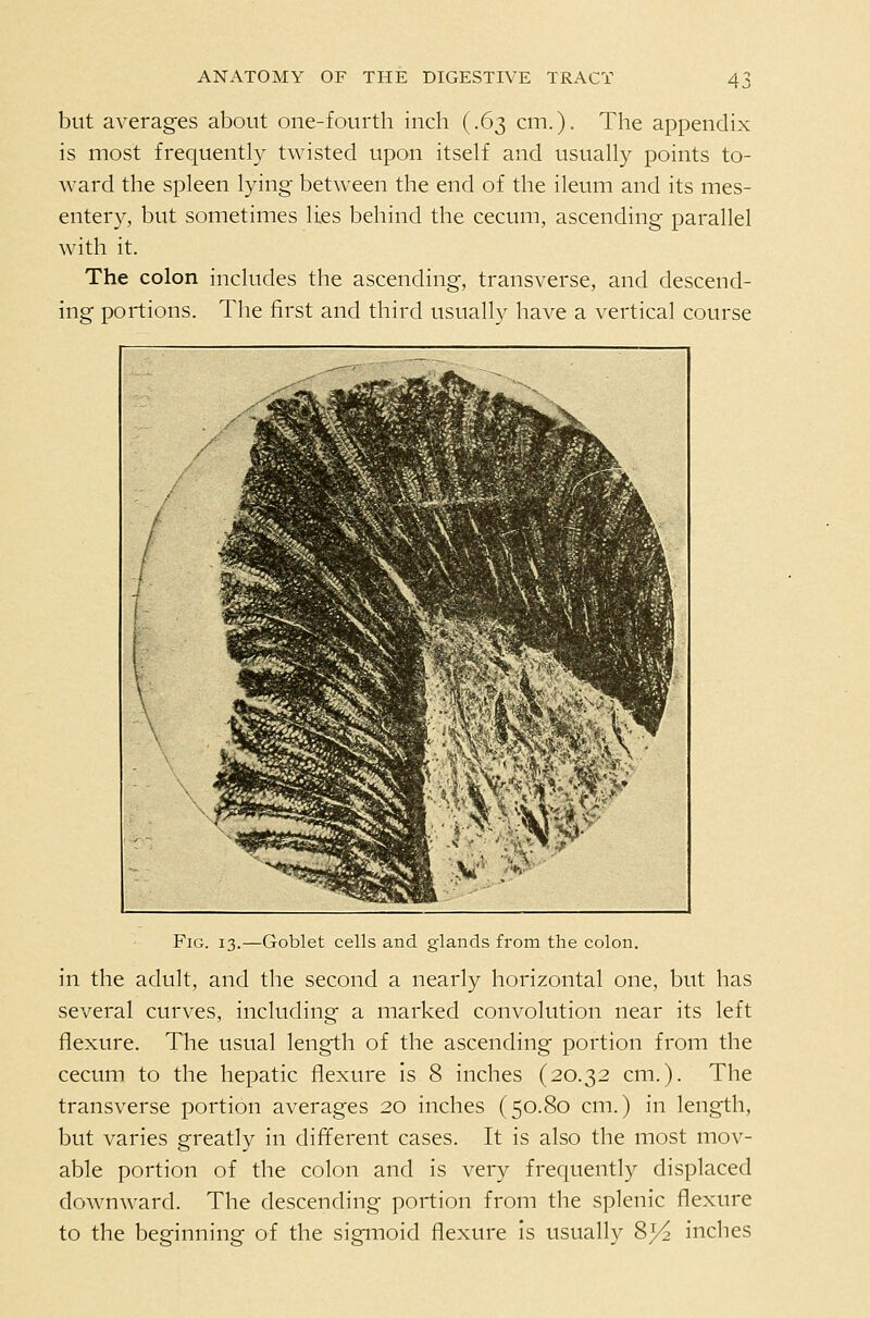 but averages about one-fourth inch (.63 cm.). The appendix is most frequently twisted upon itself and usually points to- ward the spleen lying between the end of the ileum and its mes- entery, but sometimes lies behind the cecum, ascending parallel with it. The colon includes the ascending, transverse, and descend- ing portions. The first and third usually have a vertical course Fig. 13.—Goblet cells and glands from the colon. in the adult, and the second a nearly horizontal one, but has several curves, including a marked convolution near its left flexure. The usual length of the ascending portion from the cecum to the hepatic flexure is 8 inches (20.32 cm.). The transverse portion averages 20 inches (50.80 cm.) in length, but varies greatly in different cases. It is also the most mov- able portion of the colon and is very frequently displaced downward. The descending portion from the splenic flexure to the beginning of the sigmoid flexure is usually Sy^ inches