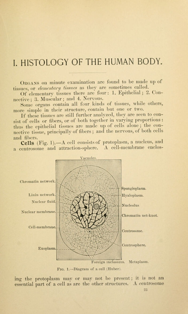 I. HISTOLOGY OF THE HUMAN BODY. Organs on minute examination are found to be made up of tissues, or elementary tissues as they are sometimes called. Of elementary tissues there are four: 1. Epithelial; 2. Con- nective ; 3. Muscular; and 4. Nervous. Some oro-ans contain all four kinds of tissues, while others, more simple in their structure, contain but one or two. If these tissues are still further analyzed, they are seen to con- sist of cells or fibers, or of both together in varying proportions : thus the epithelial tissues are made up of cells alone; the con- nective tissue, principally of fibers ; and the nervous, of both cells and fil)ers. Cells (Fig. 1).—A cell consists of protoplasm, a nucleus, and a centrosome*'and attraction-sphere, A cell-membrane euclos- Vaciioles Chromatin networ Linin network Nuclear fluid Nuclear membrane. - Cell-membraue. -. Exoplasm Spongioplasm. Hyaloplasm. Nucleolus Chromatin net-knot. l._ii-J-J Centrosome. Centrosphere. Foreign inclosures. Mctaplasm. Fig. 1.^Diagram of a cell (Huber). ing the protoplasm may or may not be present; it is not an essential part of a cell as are the other structures. A centrosome