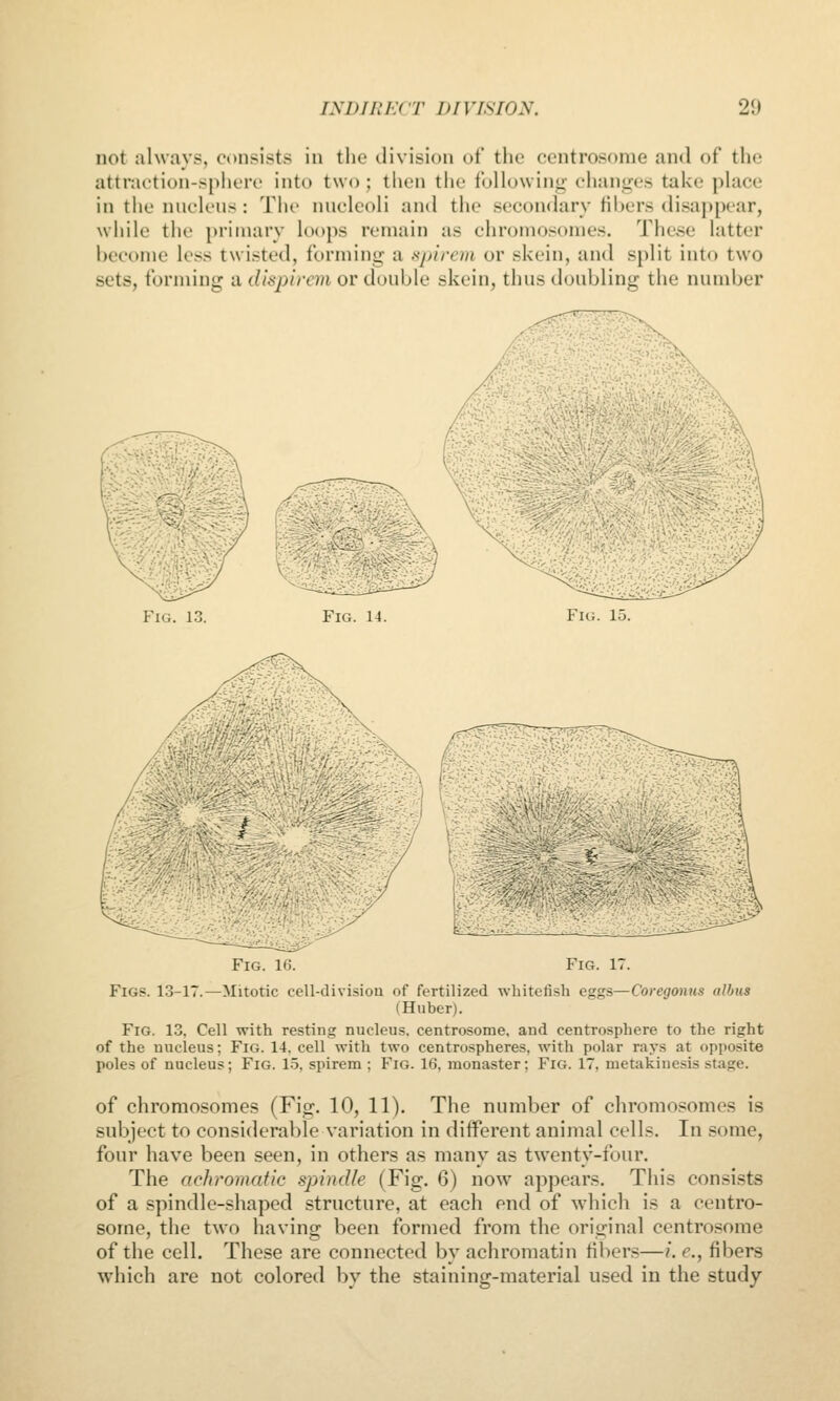 not always, consists in the division of the centrosome and of the attraction-sphere into two; then the following changes take place in the nuclens : The nncleoli and the secondary fibers disappear, while the primary loops remain as chromosomes. These latter become less twisted, forming a sjjireia or skein, and split into two sets, forming a dis^jirem or double skein, thus doubling the number ,:^r1f?0WW- Fig, 13. Fig. 14. Fig. 15. Fig. 16. Fig. 17. Figs. 13-17.—Mitotic cell-division of fertilized wbitefish eggs—Coregonus albus (Huber). Fig. 13. Cell with resting nucleus, centrosome, and centrosphere to the right of the nucleus; Fig. 14, cell with two centrospheres, with polar rays at opposite poles of nucleus; Fig. 15, spirem ; Fig. 16, monaster; Fig. 17, metakinesis stage. of chromosomes (Fig. 10, 11). The number of chromosomes is subject to considerable variation in different animal cells. In some, four have been seen, in others as many as twenty-four. The achromatic spind/e (Fig. 6) now appears. This consists of a spindle-shaped structure, at each end of which is a centro- some, the two having been formed from the original centrosome of the cell. These are connected by achromatin fibers—i. e., fibers which are not colored by the staining-material used in the study