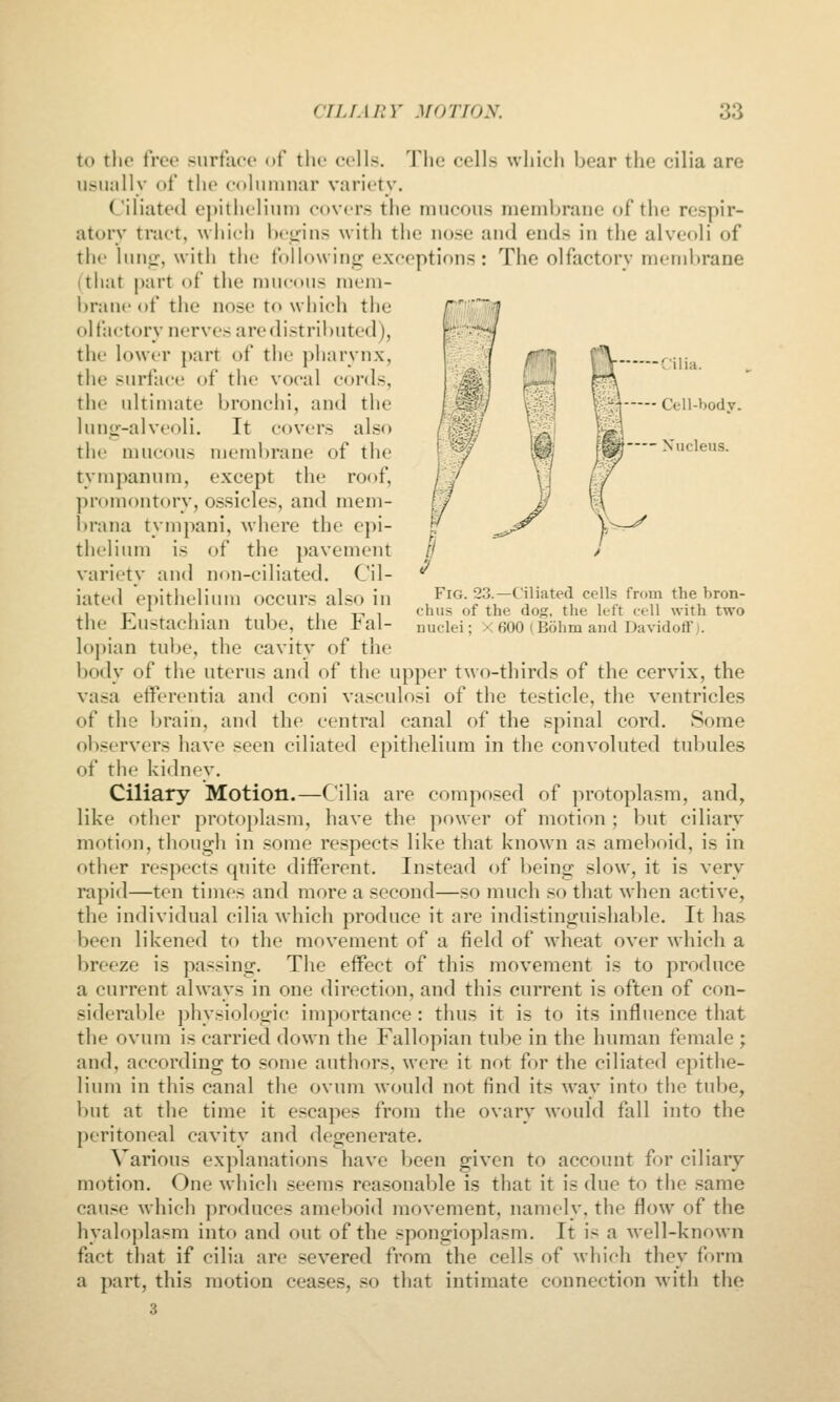 ['ilia. - Nucleus. Fig. 23.—Ciliated cells from the bron- chus of the dog, the left cell with two nuclei; X 600 ( Bohm and Davidott'j. to tlio tVco surfaco of tlu- cells. Tlic cells wiiicli bear the cilia are iisiinlly of the columnar variety. Ciliated e])itheliuni covers the mucous membrane of the respir- atory tract, which bctrins with the nose and ends in the alveoli of the liniir, witli tiie followino; exceptions: The olfactory membrane (that part of the mucous mem- brane of the nose to which the olfactory nerves are distributed), the lower part of the pharynx, the surface of the vocal cords, the idtimate bronchi, and the luntr-alveoli. It covers also tile mucous meml)rane of tiie tympanum, except the roof, promontory, o.ssicles, and mem- brana tympani, where the epi- thelium is of the pavement variety and non-ciliated. Cil- iated epithelium occurs also in the £;ustachian tube, the Fal- lopian tube, the cavity of the body of the uterus and of the upper two-thirds of the cervix, the vasa eiferentia and coni va.sculosi of the testicle, the ventricles of the brain, and the central canal of the spinal cord. Some observers have seen ciliated epithelium in the convoluted tubules of the kidney. Ciliary Motion.—Cilia are composed of protoplasm, and, like other protoplasm, have the power of motion ; but ciliary motion, though in some respects like that known as ameboid, is in other respects quite different. Instead of being slow, it is very rapid—ten times and more a second—so much so that when active, the individual cilia which produce it are indistinguishable. It has been likened to the movement of a field of wheat over which a breeze is passing. The effect of this movement is to produce a current always in one direction, and this current is often of con- siderable physiologic imjxjrtance : thus it is to its influence that the ovum is carried down the Fallopian tube in the human female ; and, according to some authors, were it not for the ciliated epithe- lium in this canal the ovum would not find its way into the tube, l)Ut at the time it escapes from the ovary would fall into the peritoneal cavity and degenerate. Various explanations have been given to account for ciliary motion. One which seems reasonable is that it is due to the same cause which produces ameboid movement, namely, the flow of the hyaloplasm into and out of the spongioplasm. It is a well-known fact that if cilia are severed from the cells of which they form a part, this motion cea.ses, so that intimate connection with the 3