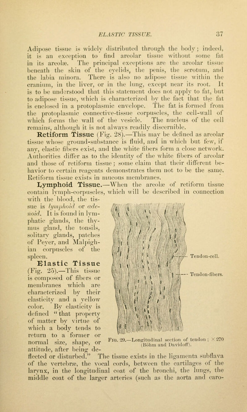 Adipose tissue is widely tlistribiiti'd through the body ; indeed, it is an exception to find areohir tissue without some fat in its areohe. The {)rineipal exceptions arc the areolar tissue beneath the skin of tiie eyelids^ the penis, the scrotum, and the hibia minora. There is also no adipose tissue within the cranium, in the liver, or in the lunt^, except near its root. It is to be understood that this statement does not apply to fat, but to adipose tissue, which is characterized by the fact that the fat is enclosed in a protoplasmic envelope. The fat is formed from the protoplasmic connective-tissue corpuscles, the cell-wall of whicii forms the wall of the vesicle. The nucleus of the cell remains, althouuh it is not always readily discernible. Retifortn Tissue (Fig. 28).—This may be defined as areolar tissue whose oround-substance is fluid, and in which but few, if anv, elastic fibers exist, and the white fibers form a close network. Authorities differ as to the identity of the white fibers of areolar and those of retiform tissue ; some claim that their different be- havior to certain reagents demonstrates them not to be the same. Retiform tissue exists in mucous membranes. I/ymphoid Tissue.—When the areolae of retiform tissue contain lymph-eorpuseles, which will be described in connection with the blood, the tis- sue is li/mphoid or ade- noid. It is found in lym- phatic glands, the thy- mus gland, the tonsils, solitary glands, patches of Peyer, and Malpigh- ian corpuscles of the spleen. Blastic Tissue (Fig. 25).—This tissue is composed of fibers or meml)ranes which are characterized by their elasticity and a yellow color. By elasticity is defined that property of matter by virtue of which a body tends to return to a former or normal size, shape, or attitude, after being de- flected or disturbed. The tissue exists in the ligamenta subflava of the vertel)r?e, the vocal cords, between the cartilages of the larynx, in the longitudinal coat of the bronchi, the lungs, the middle coat of the larger arteries (such as the aorta and caro- Teudon-cell. -A— Teudon-fibers. Fig. 29.—Longitudinal section of tendon ; X 270 (Bohm and Davidoff).