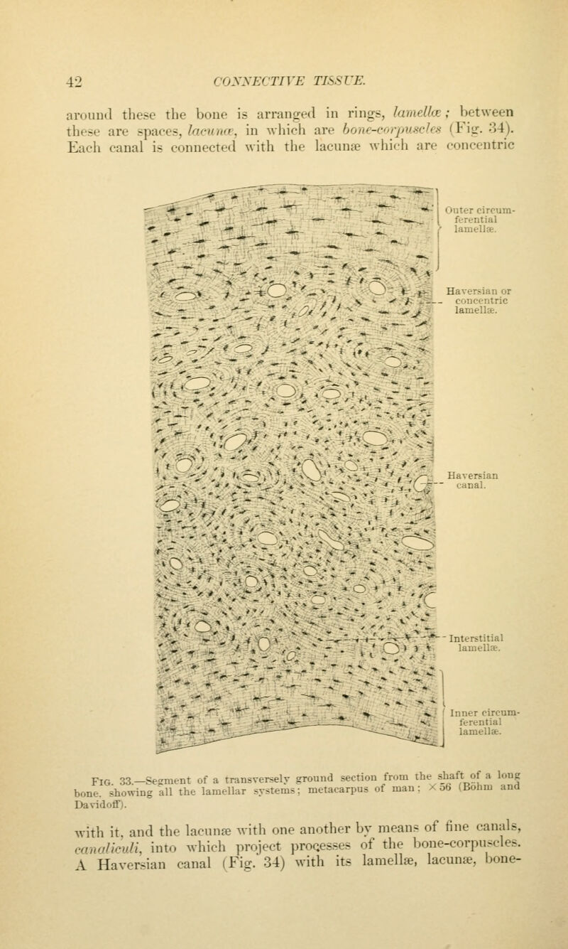 arouml these the boue is arranged in rings, lamellce; between these are spaces, lacume, in which are bone-corpuscles (Fig. 34). Each canal is connected with the lacuna which are concentric Outer circum- ferential lamellse. ■^v^.. • -O^ It .4^: Haversian or ~=— concentric lamellae. lameiia. Fig 33 —Segment of a transversely ground section from the shaft of a long bone, showing all the lamellar .systems; metacarpus of man: X 06 (Bohm and Davidoff). with it. and the lacunje with one another by means of fine canals, connUoidi, into which project proQCSses of the bone-corpu.<cles. A Haversian canal (Fig. 34) with its lamellse, lacunae, bone-