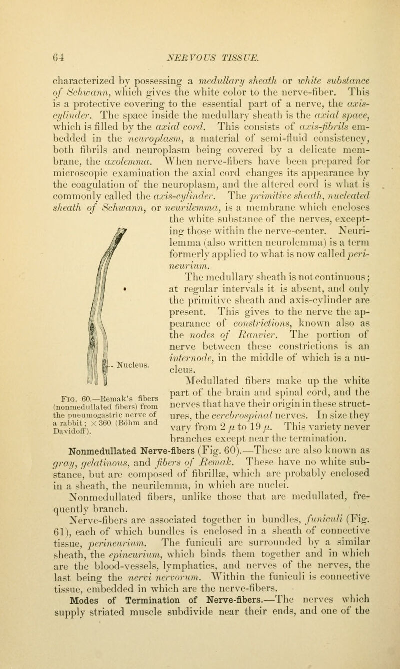 characterized by possessing a medullary sheath or white substance of Schicann, Avliich gives the white color to the nerve-fiber. Tliis is a protective covering to the essential part of a nerve, the axis- cylinder. The space inside the medullary sheath is the axial space, which is filled by the axial cord. This consists of axis-fibrils em- bedded in the neuroplasm, a material of semi-fluid consistency, both fibrils and neuroplasm being covered by a delicate mem- brane, the axoleinma. When nerve-fibers have been prepared for microscopic examination the axial cord changes its appearance l)y the coagulation of the neuroplasm, and the altered cord is what is commonly called the axis-cylinder. The prindtive sheath, nucleated sheath of Schwann, or neurilemma, is a membrane which encloses the white substance of the nerves, except- ing those within the nerve-center. Neuri- lemma (also written neurolemma) is a term formerly applied to what is now called ji^^ri- neurium. The medullary sheath is not continuous; at regular intervals it is absent, and only the primitive sheath and axis-cylinder are present. This gives to the nerve the ap- pearance of constrictions, known also as the nodes of Ranvier. The portion of nerve between these constrictions is an internode, in the middle of which is a nu- cleus. Medullated fibers make up the white part of the brain and spinal cord, and the nerves that have their origin in these struct- ures, the cerebrospnncd nerves. In size they vary from 2 // to 19 //. This variety never branches except near the termination. NonmeduUated Nerve-fibers (Fig. 60).—These are also known as gray, gelatinous, and fibers of Remak. These have no white sub- stance, but are composed of fibrillse, which are probably enclosed in a sheath, the neurilemma, in which are nuclei, NonmeduUated fii)ers, unlike those that are medullated, fre- quently branch. Nerve-fibers are associated together in bundles, funiculi (Fig. 61), each of which bundles is enclosed in a sheath of connective tissue, penneurium. The funiculi are surrounded by a similar sheath, the epineuriuyn, which binds them together and in which are the blood-vessels, lymphatics, and nerves of the nerves, the last being the nervi nervorum. Within the funiculi is connective tissue, embedded in which are the nerve-fibers. Modes of Termination of Nerve-fibers.—The nerves which supply striated muscle subdivide near their ends, and one of the Xucleus. J Fig. 60.—Remak's fibers (nonmedullated fibers) from the pneumogastric nerve of a rabbit; X 360 (Bcihm and Davidoff).