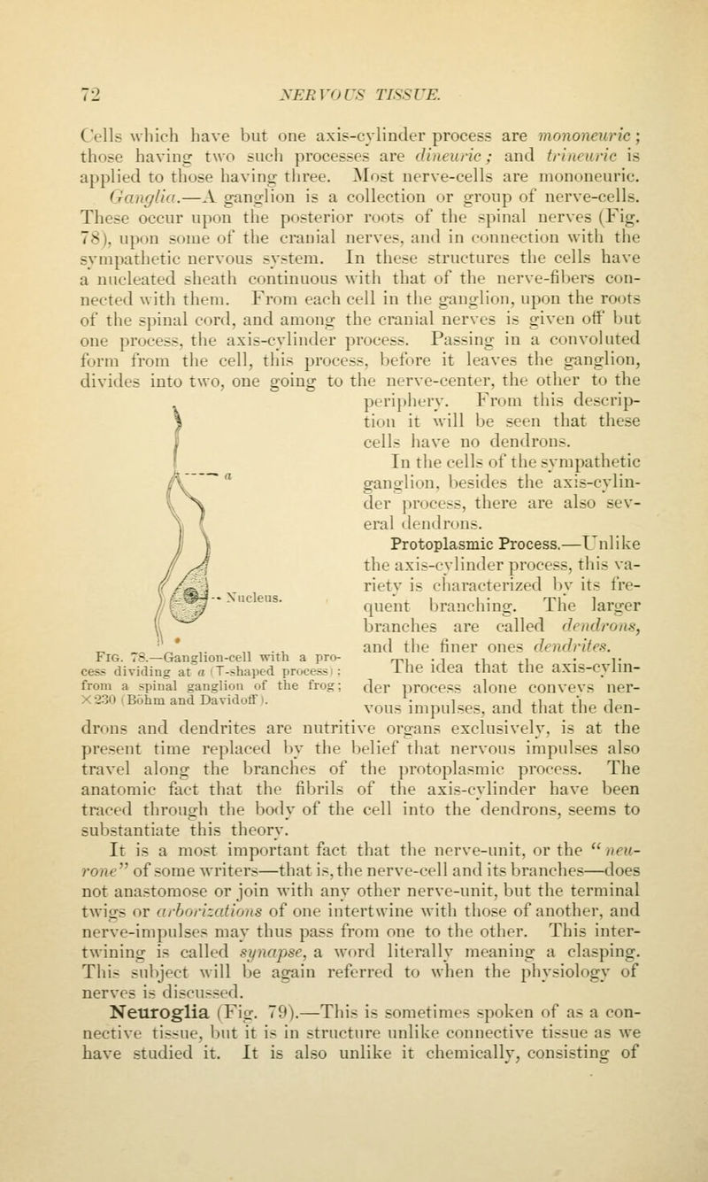 Cells which have but one axis-cylinder process are mononeuric; those having two such processes are dineunc; and trineuric is applied to those having three. Most nerve-cells are mononeuric. Ganglia.—A ganglion is a collection or group of nerve-cells. These occur upon the posterior roots of the spinal nerves (Fig. 78), upon some of the cranial nerves, and in connection with the svmpathetic nervous system. In these structures the cells have a nucleated sheath continuous with that of the nerve-fibers con- nected with them. From each cell in the ganglion, upon the roots of the spinal cord, and among the cranial nerves is given off but one process, the axis-cylinder process. Passing in a convoluted form from the cell, this process, before it leaves the ganglion, divides into two, one going to the nerve-center, the other to the periphery. From this descrip- tion it will be seen that these cells have no dendrons. In the cells of the sympathetic ganglion, besides the axis-cylin- der process, there are also sev- eral dendrons. Protoplasmic Process.—Unlike the axis-cylinder process, this va- rietv is characterized by its fre- quent branching. The larger branches are called dendi'0)is, and the finer ones dendrites. The idea that the axis-cylin- der process alone conveys ner- vous impulses, and that the den- drons and dendrites are nutritive organs exclusively, is at the present time replaced by the belief that nervous impulses also travel along the branches of the protoplasmic process. The anatomic fact that the fibrils of the axis-cylinder have been traced through the body of the cell into the dendrons, seems to substantiate this theory. It is a most important fact that the nerve-unit, or the  neu- rone^' of some writers—that is, the nerve-cell and its branches—does not anastomose or join with any other nerve-unit, but the terminal twigs or arborizations of one intertwine with those of another, and nerve-impulses may thus pass from one to the other. This inter- twining is called synapse, a word literally meaning a clasping. This subject will be again referred to when the physiology of nerves is discussed. Neuroglia (Fig. 79).—This is sometimes spoken of as a con- nective tissue, but it is in structure unlike connective tissue as we have studied it. It is also unlike it chemically, consisting of -• Xiicleiis. Fig. 78.—Granglion-cell with a pro- cess dividing at a (T-shaped process i: from a spinal ganglion of the frog; X230 I Bohm and Davidoff i.