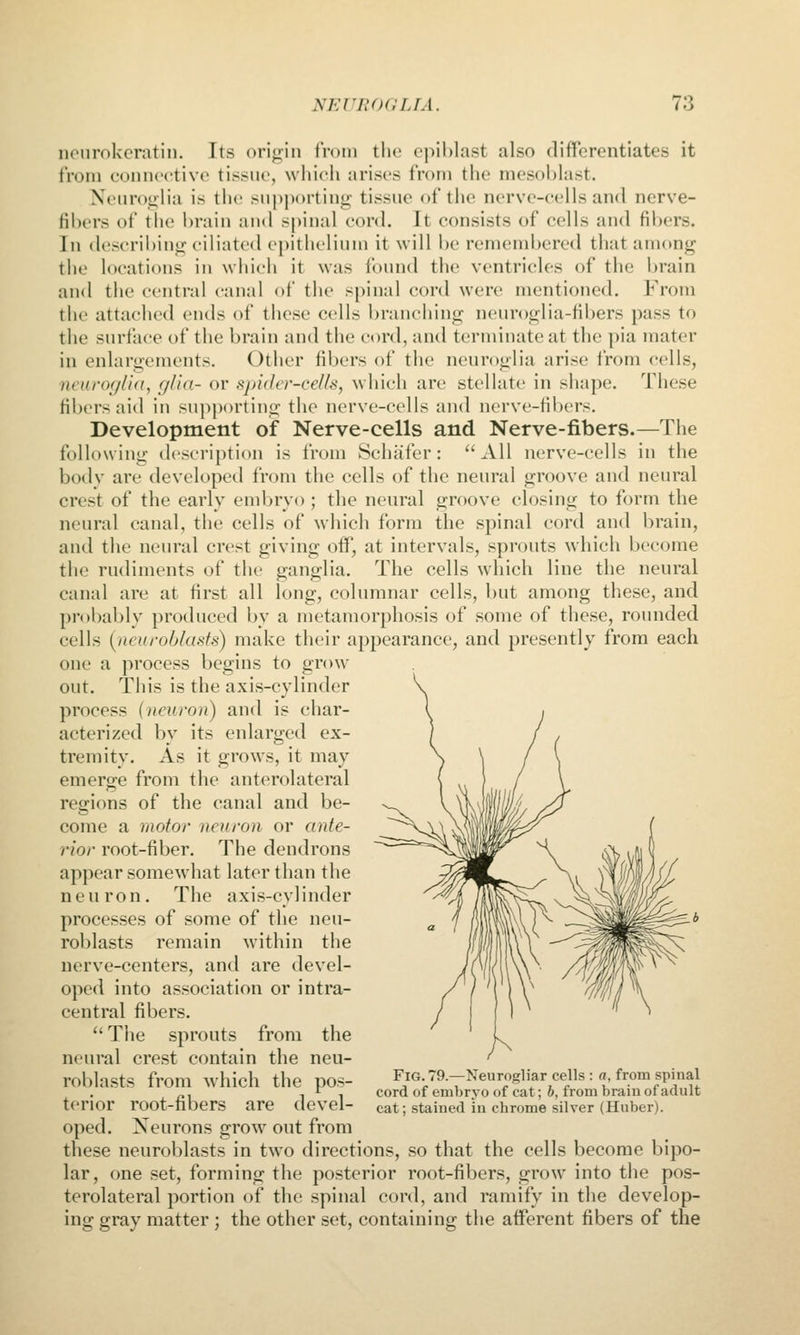 neurokeratin. Its origin iVotn the epiblast also differentiates it from connective tissue, which arises from the mesohlast. Neuroglia is the sup|K)rting tissue of tiie nerve-cells and nerve- fibers of the brain and spinal cord. It consists of cells and fibers. In describing ciliated ej)ithclium it will be remembered that among the locations in which it was foimd the ventricles of the brain and the central canal of the spinal cord were mentioned. From the attached ends of these cells branching neuroglia-fibers pass to the surface of the brain and the cord, and terminate at the pia mater in enlargements. Other fibers of the neuroglia arise from cells, )i(iirof//i(i, glin- or spiiUv-ceUs, which are stellate in shape. These filxTs aid in supporting the nerve-cells and nervc-tibcrs. Development of Nerve-cells and Nerve-fibers.—The following description is from Schafer:  All nerve-cells in the body are developed from the cells of the neural groove and neural crest of the early embryo ; the neural groove closing to form the neural canal, the cells of which form the spinal cord and brain, and the neural crest giving ofl', at intervals, sprouts which become the rudiments of the ganglia. The cells which line the neural canal are at first all long, columnar cells, but among these, and probably produced by a metamorphosis of some of these, rounded cells {neuroblasts) make their appearance, and presently from each one a process begins to grow out. This is the axis-cylinder process (neuron) and is char- acterized by its enlarged ex- tremity. As it grows, it may emerge from the anterolateral regions of the canal and be- come a motor neuron or ante- rior root-fiber. The dendrons appear somewhat later than the n e u ron. The axis-cylinder processes of some of the neu- roblasts remain within the nerve-centers, and are devel- oped into association or intra- central fibers.  The sprouts from the neural crest contain the neu- roblasts from which the pos- terior root-fibers are devel- oped. Neurons grow out from these neuroblasts in two directions, so that the cells become bipo- lar, one set, forming the posterior root-fibers, grow into the pos- terolateral portion of th(! spinal cord, and ramify in the develop- ing gray matter ; the other set, containing the afferent fibers of the Fig. 79.—Neurogliar cells : a, from spinal cord of embryo of cat; h, from brain of adult cat; stained in chrome silver (Huber).