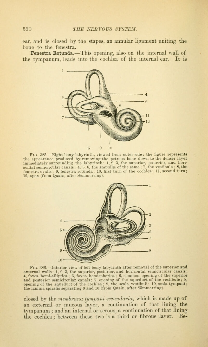 ear, and is closed by the stapes, an annular ligament uniting the bone to the fenestra. Fenestra Rotunda,—This opening, also on the internal wall of the tympanum, leads into the cochlea of the internal ear. It is Fig. 3S5.—Eight bony labyrinth, viewed from outer side: the figure represents the appearance produced by removing the petrous bone down to the denser layer immediately surrounding the labyrinth: 1, 2, 3, the superior, posterior, and hori- zontal semicircular canals; 4, 5, 6, the ampullffi of the same ; 7, the vestibule ; 8, the fenestra ovalis ; 9, fenestra rotunda ; 10. first turn of the cochlea ; 11, second turn ; 12, apex (from Quain, after Sommerringi. Fig. 386.—Interior view of left bony labyrinth after removal of the superior and external walls: 1, 2, 3, the superior, posterior, and horizontal semicircular canals; 4, fovea hemi-elliptica ; 5, fovea hemispherica ; 6. common opening of the superior and posterior semicircular canals: 7, opening of the aqueduct of the vestibule ; 8, opening of the aqueduct of the cochlea : 9. the scala vestibuli; 10. scala tympani ; the lamina spiralis separating 9 and 10 (from Quain, after Sommerring). closed by the memhrana tympani secundaria, -which is made up of an external or mucous layer, a continuation of that lining the tympanum ; and an internal or serous, a continuation of that lining the cochlea; between these two is a third or fibrous layer. Be-