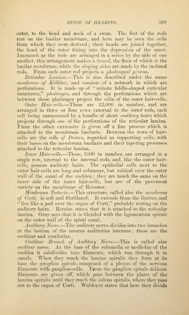 outer, to the head and neck of a swan. The feet of the rods rest on tlie basilar nien)l)rane, and here may be seen tlie cells from which they were derived ; their heads are joined together, the heail of the outer fitting into the depression of the inner. Inasmuch as the rods are arranged in a series by the side of one another, this arrangement makes a tunnel, the floor of which is the i)asilar membrane, while the sloping sides are made by the inclined rods. From each outer rod projects a phalangeal process. Reticular Lamina.—This is also described under the name membrane of Kdlliker, and consists of a network in which are perforations. It is made up of  minute fiddle-shaped cuticular structures, phalanges, and through the perforations which are between these phalanges project the cilia of the outer hair-cells. Outer Hair-cells.—These are 12,000 in number, and are arranged in three or four rows external to the outer rods, each cell being surmounted by a bundle of short auditory hairs which projects through one of the perforations of the reticular lamina. From the other extremity is given off a fine process which is attached to the membrana basilaris. Between the rows of hair- cells are the cells of Ueiters, regarded as supporting cells, with their bases on the membrana basilaris and their tapering processes attached to the reticular lamina. Inner Hair-cells.—These, 3500 in number, are arranged in a single row, internal to the internal rods, and, like the outer hair- cells, possess auditory hairs. The epithelial cells next to the outer hair-cells are long and columnar, but cul)ical over the outer Avail of the canal of the cochlea ; they are much the same on the inner side of the inner hair-cells, but are of the pavement variety on the membrane of Reissner. Membrana Tectoria.—This structure, called also the membrane of Corti, is soft and fibrillated. It extends from the limbus, and lies like a pad over the organ of Corti, probably resting on the auditory hairs. Retzius states that it is attached to the reticular lamina. Gray says that it is blended with the ligamentum spirale on the outer wall of the spiral canal. Auditory Xerve.—The auditory nerve divides into two branches at the bottom of the meatus auditorius internus ; these are the cochlear and vestibular. Cochlear Branch of Auditory Nerve.—This is called also cochlear nerve. At the base of the columella or modiolus of the cochlea it subdivides into filaments, which run through it in canals. When they reach the lamina spiralis thev form at its base the ganglion spirale, composed of a plexus of the nervous filaments with ganglion-cells. From the ganglion spirale delicate filaments are given off, which pass between the plates of the lamina spiralis until they reach the sulcus spiralis, where they pass out to the organ of Corti. Waldeyer states that here they divide