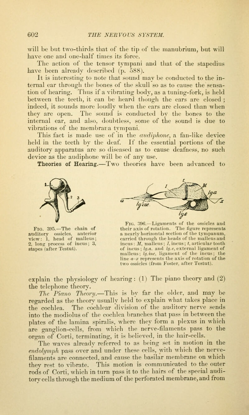 will be but two-thirds that of the tip of the manubrium, but -vvill have one and one-half times its force. The action of the tensor tympani and that of the stapedius have been already described (p. 588). It is interesting to note that sound may be conducted to the in- ternal ear through the bones of the skull so as to cause the sensa- tion of hearing. Thus if a vibrating body, as a tuning-fork, is held between the teeth, it can be heard though the ears are closed ; indeed, it sounds more loudly when the ears are closed than when they are open. The sound is conducted by the bones to the internal ear, and also, doubtless, some of the sound is due to vibrations of the membrara tympani. This fact is made use of in the audiphone, a fan-like device held in the teeth by the deaf. If the essential portions of the auditory apparatus are so diseased as to cause deafness, no such device as the audiphone will be of any use. Theories of Hearing.—Two theories have been advanced to Fig. 395.—The chain of auditory ossicles, anterior view: 1, head of malleus; 2, long process of incus; 3, stapes (after Testut). Fig. 396.—Ligaments of the ossicles and their axis of rotation. The figure represents a nearly horizontal section of the tympanum, carried through the heads of the malleus and incus: M, malleus: /, incus; t, articular tooth of incus ; Ig.a. and Ig.e, external ligament of malleus; Ig.inc. ligament of the incus; the line a-x represents the axis of rotation of the two ossicles (from Foster, after Testut). explain the physiology of hearing: (1) The piano theory and (2) the telephone theory. The Piano Theory.—This is l>y far the older, and may be regarded as the theory usually held to explain what takes place in the cochlea. The cochlear division of the auditory nerve sends into the modiolus of the cochlea branches that pass in between the plates of the lamina spiralis, where they form a plexus in which are ganglion-cells, from which the nerve-filaments pass to the organ of Corti, terminating, it is believed, in the hair-cells. The waves already referred to as being set in motion in the endolymph pass over and under these cells, with Avhich the nerve- filaments are connected, and cause the basilar membrane on which they rest to vibrate. This motion is communicated to the outer rod's of Corti, which in turn pass it to the hairs of the special audi- torvcells through the medium of the perforated membrane, and from