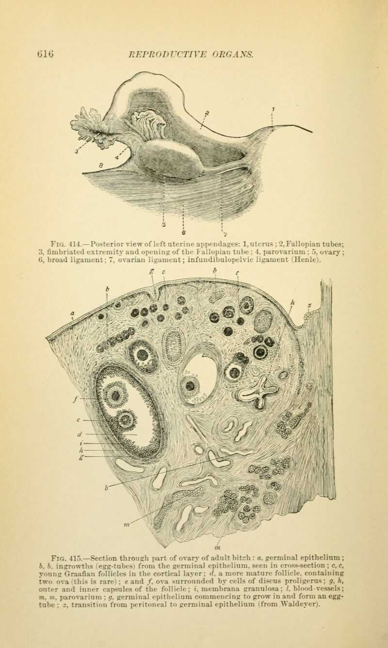 /\ ^ ■^A Fig. 414.—Posterior view of left uterine appendages: 1,uterus : 2,Fallopian tubes; 3. fimbriated extremity and opening of tbe Fallopian tube : 4. parovarium : 5. ovary ; 6, broad ligament; 7, ovarian ligament; infundibulopelvic ligament (Henlei. g c ^ c Fig. 41o.—Section through part of ovary of adult bitch : a. germinal epithelium ; 6. h. ingrowths f^egg-tubes) from the germinal epithelium, seen in croi^s-section ; c. c, young Graafian follicles in the cortical layer: '/. a more mature follicle, containing two ova (this is rare): e and /, ova surrounded by cells of discus proligerus; g, h, outer and inner capsules of the follicle; i. membrana granulosa; I. blood-vessels; m, m. parovarium ; g. germinal epithelium commencing to grow in and form an egg- tube : 2, transition from peritoneal to germinal epithelium (from WaldeyerJ.