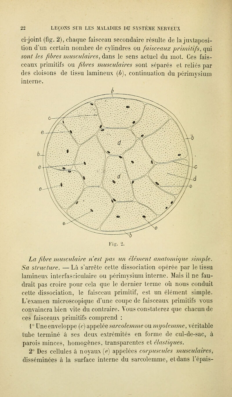 ci-joint (fîg. 2), chaque faisceau secondaire résulte de la juxtaposi- tion d'un certain nombre de cylindres ou faisceaux primitifs, qui sont les fibres musculaires, dans le sens actuel du mot. Ces fais- ceaux primitifs ou fibres musculaires sont séparés et reliés par des cloisons de tissu lamineux (é), continuation du périmysium interne. Fi?. 2. La fibre musculcàre nest j^as un élément anatomique simple. Sa structure, — Là s'arrête cette dissociation opérée par le tissu lamineux interfasciculaire ou périmysium interne. Mais il ne fau- drait pas croire pour cela que le dernier terme où nous conduit cette dissociation, le faisceau primitif, est un élément simple. L'examen microscopique d'une coupe de faisceaux primitifs vous convaincra bien vite du contraire. Vous constaterez que chacun de ces faisceaux primitifs comprend : l'aune enveloppe (c) a^])elée sarcole?nme ou ?ni/olem7ne, véritable tube terminé à ses deux extrémités en forme de cul-de-sac, à parois minces, homogènes, transparentes et élastiques. 2 Des cellules à noyaux (e) appelées corpuscules ??iusculaires, disséminées à la surface interne du sarcolemme, et dans l'épais-