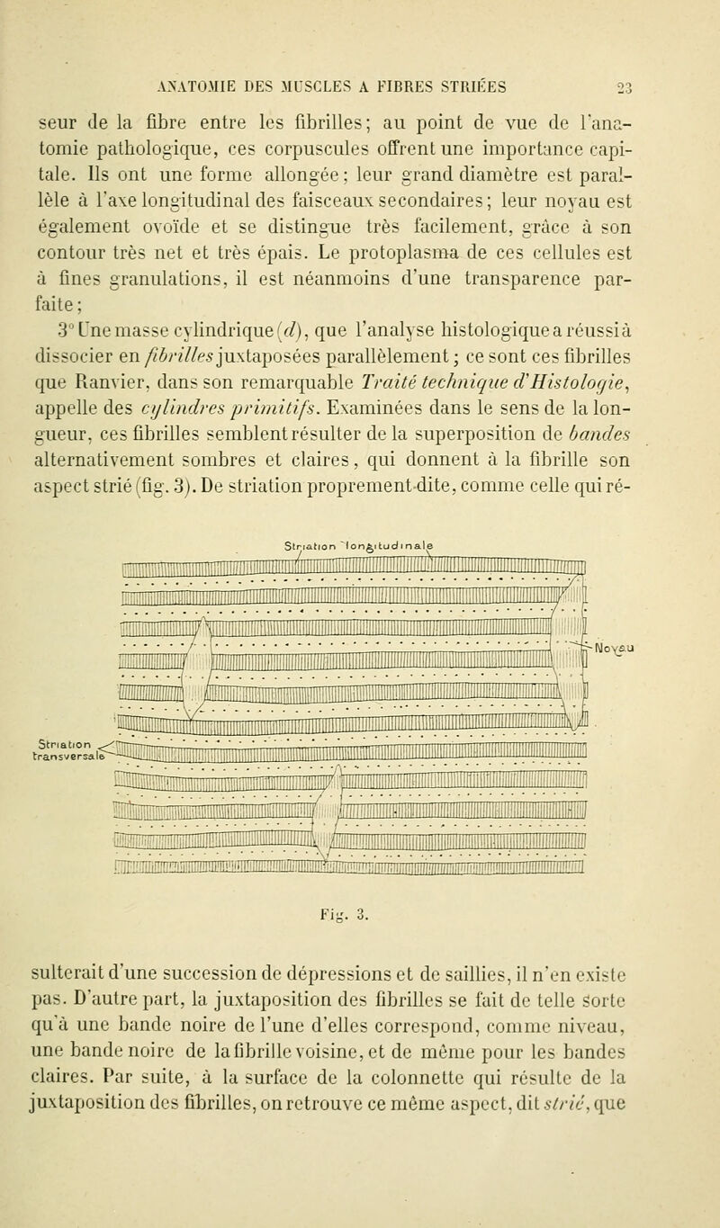 seur de la fibre entre les fibrilles; au point de vue de lana- tomie pathologique, ces corpuscules offrent une importance capi- tale. Ils ont une forme allongée; leur grand diamètre est paral- lèle à l'axe longitudinal des faisceaux secondaires; leur noyau est également ovoïde et se distingue très facilement, grâce à son contour très net et très épais. Le protoplasma de ces cellules est à fines granulations, il est néanmoins d'une transparence par- faite ; .3° Une masse cylindrique (f/), que l'analyse histologiquearéussià dissocier en/?<^r///e5 juxtaposées parallèlement ; ce sont ces fibrilles que Ranvier, dans son remarquable Traité technique d'Histologie^ appelle des cylindres primitifs. Examinées dans le sens de la lon- gueur, ces fibrilles semblent résulter delà superposition de bandes alternativement sombres et claires, qui donnent à la fibrille son aspect strié (fig. 3). De striation proprement-dite, comme celle qui ré- Slr-ration ^longitudinale Str'iation ^ transversale I\lo\au 13riîiriiiII[!EMZI!IiïL:^^ Fit,'. 3. sulterait d'une succession de dépressions et de saillies, il n'en existe pas. D'autre part, la juxtaposition des fibrilles se fait de telle Sorte qu'à une bande noire de l'une d'elles correspond, comme niveau, une bande noire de la fibrille voisine, et de même pour les bandes claires. Par suite, à la surface de la colonnettc qui résulte de la juxtaposition des fitrilles, on retrouve ce même aspect, dit strié, que