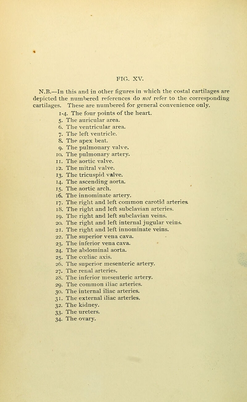 FIG. XV. N.B.—111 this and in other figures in which the costal cartilages are depicted the numbered references do 7iot refer to the corresponding cartilages. These are numbered for general convenience only. 1-4. The four points of the heart. 5. The auricular area. 6. The ventricular area. 7. The left ventricle. 8. The apex beat. 9. The pulmonary valve. 10. The pulmonary artery. 11. The aortic valve. V2. The mitral valve. 13. The tricuspid valve. 14. The ascending aorta. 15. The aortic arch. 16. The innominate artery. 17. The right and left common carotid arteries. 18. The right and left subclavian arteries. 19. The right and left subclavian veins. 20. The right and left internal jugular veins. 21. The right and left innominate veins. 22. The superior vena cava. 23. The inferior vena cava. 24. The abdominal aorta. 25. The cceliac axis. 26. The superior mesenteric artery. 27. The renal arteries. 28. The inferior mesenteric artery. 29. The common iliac arteries. 30. The internal iliac arteries. 31. The external iliac arteries. 32. The kidney. 33. The ureters.