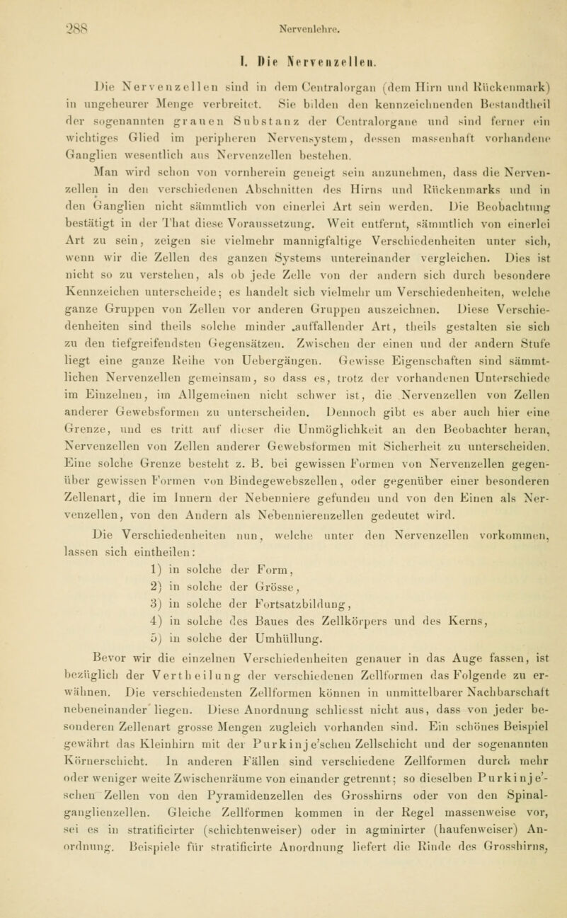 I. Die KerfeiizelIch. Die Nervenzellen sind in dem Centralorgan (dem Hirn und Rückenmark) in ungeheurer Bienge verbreitet. Sic bilden den kennzeichnenden Bestandteil der sogenannten grauen Substanz der Centralorgane und sind ferner ein wichtiges Glied im peripheren Nervensystem, dessen massenhaft vorhandene Ganglien wesentlich aus Nervenzellen bestehen. Man wird schon von vornherein geneigt sein anzunehmen, dass die Nerven- zellen in den verschiedenen Abschnitten des Hirns und Kückenmarks und in den Ganglien nicht Bämmtlich von einerlei Art sein werden. Die Beobachtung bestätigt in der That diese Voraussetzung. Weil entfernt, sämmtlich von einerlei Art zu sein, zeigen sie vielmehr mannigfaltige Verschiedenheiten unter sich, wenn wir die Zellen des ganzen Systems untereinander vergleichen. Dies ist nicht so zu verstehen, als oh jede Zille von der andern sich durch besondere Kennzeichen unterscheide: es handelt sich vielmehr um Verschiedenheiten, welche ganze Gruppen von Zellen vor anderen Gruppen auszeichnen. Diese Verschie- denheiten sind theils solche minder .auffallender Art, theils gestalten sie sich zu den tiefgreifendsten Gegensätzen. Zwischen der einen und der andern Stufe liegt eine ganze Reihe von Uebergängen. Gewisse Eigenschaften sind sämmt- lichen Nervenzellen gemeinsam, so dass es, trotz der vorhandenen Unterschiede im Einzelneu, im Allgemeinen nicht schwer ist, die Nervenzellen von Zellen anderer Gewebsformen zu unterscheiden. Dennoch gibt es aber auch hier eine Grenze, und es tritt auf dieser die Unmöglichkeit an den Beobachter heran, Nervenzellen von Zellen anderer Gewebsformen mit Sicherheit zu unterscheiden. Eine solche Grenze besteht z. B. bei gewissen Formen von Nervenzellen gegen- über gewissen Formen von Bindegewebszellen, oder gegenüber einer besonderen Zellenart, die im Innern der Nebenniere gefunden und von den Einen als Ner- venzellen, von den Andern als Nebennierenzellen gedeutet wird. Die Verschiedenheiten nun. welche unter den Nervenzellen vorkommen. lassen sich eintheilen: 1) in solche der Form, 2) in solche der Grösse, 3) in solche der Fortsatzbildung, 4) in solche des Baues des Zellkörpers und des Kerns, 5) in solche der Umhüllung. Bevor wir die einzelnen Verschiedenheiten genauer in das Auge fassen, ist bezüglich der Vertbeilung der verschiedenen Zellformen das Folgende zu er- wähnen. Die verschiedensten Zellformen können in unmittelbarer Nachbarschalt nebeneinander liegen. Diese Anordnung schliesst nicht aus, dass von jeder be- sonderen Zellenart grosse Mengen zugleich vorhanden sind. Ein schönes Beispiel gewährt das Kleinhirn mit der Purkinj e'schen Zellschicht und der sogenannten Körnerschicht. In anderen Fällen sind verschiedene Zellformen durch mehr oder weniger weite Zwischenräume von einander getrennt: so dieselben Purki nj e'- schen Zellen von den Pyramidenzellen des Grosshirns oder von den Spinal- ganglienzellen. Gleiche Zellformen kommen in der Regel massenweise vor, sei es in stratificirtei' (schichtenweiser) oder in agminirter (haufenweiser) An- ordnung. Beispiele für stratificirte Anordnung liefert die Kinde des Grosshirns,