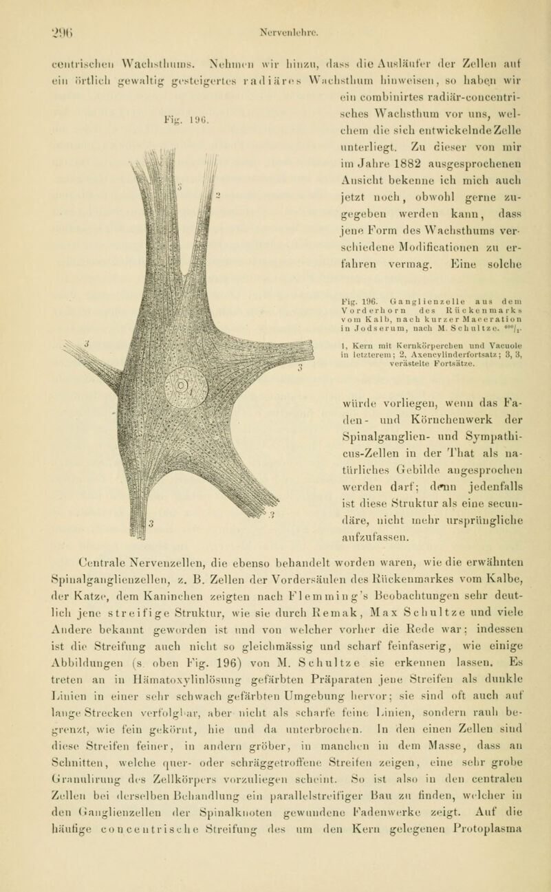 Fig. 196. centrischeu Wachsthums. Nehmen \\ ii- hinzu, dass die Ausläufer der Zellen auf ein örtlich gewaltig gesteigertes radiäres Wachsthum hinweisen, so haben wir ein cornbinirtes radiär-eoncentri- sehes Wachsthum vor uns, wel- chem tue sich entwickelnde.Zelle unterliegt. Zu dieser von mir im Jahre 1882 ausgesprochenen Ansicht bekenne ich mich auch jetzt noch, obwohl gerne an- gegeben werden kann, dass jene Form des Wachsthums ver- schiedene Modificationen zu er- fahren vermag:. Eine solche %, Fig. llJ6. Ganglienzelle aus dem Vorderhom des Rückenmarks vom Kalb, nach kurzer Maceration in Jodserum, nach M. Schnitze. ,0/,. «iVf.2vW?T5_^ I, Kern mit Kernkörpereben und Vacuole in letzterem; 2, Axency linderfortsatz; 3,3, Säjar verästelte Fortsätze. würde vorliegen, wenn das Fa- den- und Köruchenwerk der Spinalganglien- und Sympathi- cus-Zellen in der That als na- türliches Gebilde angesprochen werden darf; denn jedenfalls ist diese Struktur als eine seeun- däre, nicht mehr ursprüngliche aufzufassen. Centrale Nervenzellen, die ebenso behandelt worden waren, wie die erwähnten Spinalganglienzellen, z. B. Zellen der Vordersäulen des Kückenmarkes vom Kalbe, der Katze, dem Kaninchen zeigten nach Fl em min g's Beobachtungen sehr deut- lich jene streifige Struktur, wie sie durch Remak, Max Schnitze und viele Andere bekannt geworden ist und von welcher vorher die Rede war: indessen ist die Streifung auch nicht so gleichmässig und scharf feinfaserig, wie einige Abbildungen (s oben Fig. 196) von M. Schultze sie erkennen lassen. Es treten an in Hämatoxylinlösung gefärbten Präparaten jene Streifen als dunkle Linien in einer sehr schwach gefärbten Umgebung hervor; sie sind oft auch auf lange Strecken vcrfolgbar, aber nicht als scharte feine Linien, sondern rauh be- grenzt, wie fein gekörnt, hie und da unterbrochen. In den einen Zellen sind diese Streifen feiner, in andern gröber, in manchen in dem Masse, dass an Schnitten, welche quer- oder schräggetroffene Streifen zeigen, eine sehr grobe Granuliruug des Zellkörpers vorzuliegen scheint. So ist also in den centralen Zellen bei derselben Behandlung ein parallelstreifiger Bau zu finden, welcher in den Ganglienzellen der Spinalknoten gewundene Fadenwerke zeigt. Auf die häutige con ceutrische Streifung des um den Kern gelegenen Protoplasma