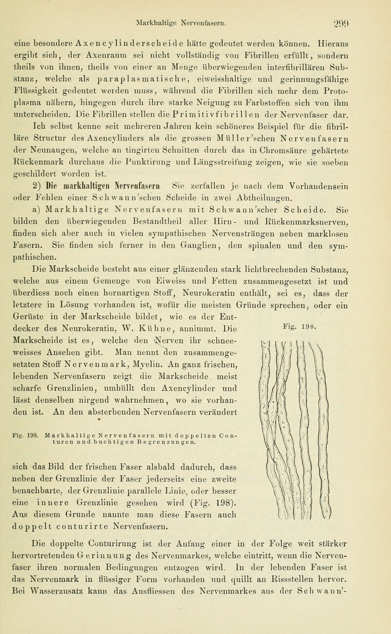 eine besondere Axen cylin derscheide hätte gedeutet werden können. Hieraus ergibt sich, der Axenraum sei nicht vollständig von Fibrillen erfüllt, sondern theils von ihnen, theils von einer an Menge überwiegenden interfibrillären Sub- stanz, welche als paraplasmatische, eiweisshaltige und gerinnungsfähige Flüssigkeit gedeutet werden muss, während die Fibrillen sich mehr dem Proto- plasma nähern, hingegen durch ihre starke Neigung zu Farbstoffen sich von ihm unterscheiden. Die Fibrillen stellen die Primitivfibrillen der Nervenfaser dar. Ich selbst kenne seit mehreren Jahren kein schöneres Beispiel für die fibril- läre Structur des Axencylinders als die grossen Müller'sehen Nervenfasern der Neunaugen, welche an tingirten Schnitten durch das in Chromsäure gehärtete Rückenmark durchaus die Punktirung und Längsstreifung zeigen, wie sie soeben geschildert worden ist. 2) Die inarkhaltigeii Nervenfasern. Sie zerfallen je nach dem Vorhandensein oder Fehlen einer S ch wann'schen Scheide in zwei Abtheilungen. a) Markhaltige Nervenfasern mit S ch w ann'scher Scheide. Sie bilden den überwiegenden Bestandteil aller Hirn - und Rückenmarksnerven, finden sich aber auch in vielen sympathischen Nervensträngen neben marklosen Fasern. Sie finden sich ferner in den Ganglien, den spinalen und den sym- pathischen. Die Markscheide besteht aus einer glänzenden stark lichtbrechenden Substanz, welche aus einem Gemenge von Eiweiss und Fetten zusammengesetzt ist und überdiess noch einen hornartigen Stoff, Neurokeratin enthält, sei es, dass der letztere in Lösung vorhanden ist, wofür die meisten Gründe sprechen, oder ein Gerüste in der Markscheide bildet, wie es der Ent- decker des Neurokeratin, W. Kühne, annimmt. Die Markscheide ist es, welche den \Nerven ihr schnee- weisses Ansehen gibt. Man nennt den zusammenge- setzten Stoff Nervenmark, Myelin. An ganz frischen, lebenden Nervenfasern zeigt die Markscheide. meist scharfe Grenzlinien, umhüllt den Axencylinder und lässt denselben nirgend wahrnehmen, wo sie vorhan- den ist. An den absterbenden Nervenfasern verändert Fig. 198. Markhaltige Nervenfasern mit doppelten Con- turen und buchtigen Begrenzungen. sich das Bild der frischen Faser alsbald dadurch, dass neben der Grenzlinie der Faser jederseits eine zweite benachbarte, der Grenzlinie parallele Linie, oder besser eine innere Grenzlinie gesehen wird (Fig. 198). Aus diesem Grunde nannte man diese Fasern auch doppelt conturirte Nervenfasern. Die doppelte Conturirung ist der Anfaug einer in der Folge weit stärker hervortretenden Gerinnung des Nervenmarkes, welche eintritt, wenn die Nerven- faser ihren normalen Bedingungen entzogen wird. In der lebenden Faser ist das Nervenmark in flüssiger Form vorhanden und quillt an Rissstellen hervor. Bei Wasserzusatz kann das Ausfliessen des Nervenmarkes aus der Schwann'- Fig. 198.