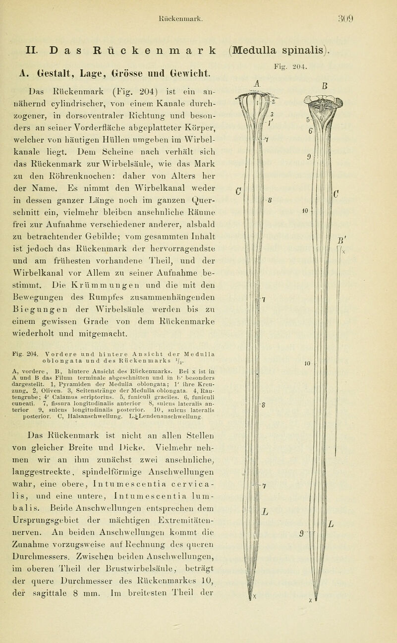 II. Das Rückenmark A. Gestalt, Lage, Grösse und Gewicht. Das Rückenmark (Fig. 204) ist ein an- nähernd cylindrischer, von einem Kanäle durch- zogener, in dorsoventraler Richtung und beson- ders an seiner Vorderfläche abgeplatteter Körper, welcher von häutigen Hüllen umgeben im Wirbel- kanale liegt. Dem Scheine nach verhält sich das Rückenmark zur Wirbelsäule, wie das Mark zu den Röhrenknochen: daher von Alters her der Name. Es nimmt den Wirbelkanal weder in dessen ganzer Länge noch im ganzen Quer- schnitt ein, vielmehr bleiben ansehnliche Räume frei zur Aufnahme verschiedener anderer, alsbald zu betrachtender Gebilde; vom gesammten Inhalt ist jedoch das Rückenmark der hervorragendste und am frühesten vorhandene Theil, und der Wirbelkanal vor Allem zu seiner Aufnahme be- stimmt. Die Krümmungen und die mit den Bewegungen des Rumpfes zusammenhängenden Biegungen der Wirbelsäule werden bis zu einem gewissen Grade von dem Rückenmarke wiederholt und mitgemacht. Fig. 201. Vordere und hintere Ansicht der Medulla oblongata und des Rückenmarks 1/2. A, vordere , B, hintere Ansicht des Rückenmarks. Bei x ist in A und B das Filum terminale abgeschnitten und in IV besonders dargestellt. 1, Pyramiden der Medulla oblongata; 1' ihre Kreu- zung. 2, Oliven. 3, Seitenstränge der Medulla oblongata. i, Rau- tengrube; 4' Calamus scriptorius. 5, funiculi graciles. 6, funiculi cuneati. 7, fissiira longitudinalis anterior 8, sulcus lateralis an- terior 9, sulcus longitudinalis posterior. 10, sulcus lateralis posterior. C, Halsanschvvellung. L.^Lendenanschwellung. Das Rückenmark ist nicht an allen Stellen von gleicher Breite und Dicke. Vielmehr neh- men wir an ihm zunächst zwei ansehnliche, langgestreckte. spindelförmige Anschwellungen wahr, eine obere, In tu mes centia cervica- lis, und eine untere, Intumescentia lum- bal is. Beide Anschwellungen entsprechendem Ursprungsgebiet der mächtigen Extremitäten- nerven. An beiden Anschwellungen kommt die Zunahme vorzugsweise auf Rechnung des queren Durchmessers. Zwischen beiden Anschwellungen, im oberen Theil der Brustwirbelsäule, beträgt der quere Durchmesser des Rückenmarkes 10, der sagittale 8 mm. Im breitesten Theil der (Medulla spinalis). Fig. -204. A R