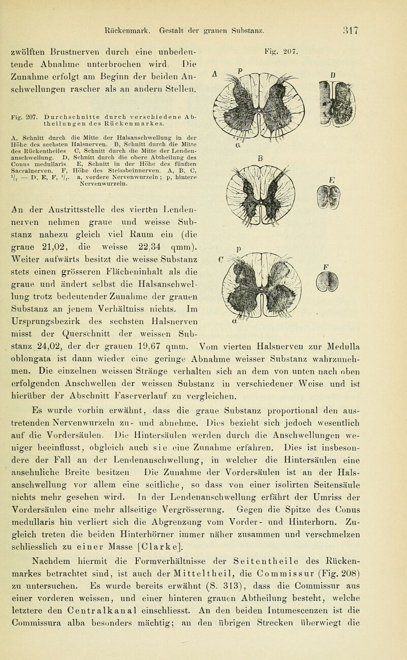 zwölften Brustnerven durch eine unbedeu- tende Abnahme unterbrochen wird. Die Zunahme erfolgt am Beginn der beiden An- schwellungen rascher als an andern Stellen. Fig. 207. Durchschnitte durch verschiedene A b- theilungen des Rückenmarkes. A, Schnitt durch die Mitte der Halsanschwellung in der Höhe des sechsten Halsnerven. B, Schnitt durch die Mitte des Rückentheiles C, Schnitt, durch die Mitte der Lenden- anschwellung. D, Schnitt durch die obere Abtheilung des Conus medullaris. E, Schnitt in der Höhe des fünften Saeralnerven. F, Höbe des Steissbeinnerven. A, B, C, 2/j — D, E, F, 3/j. a, vordere Nervenwurzeln ; p, hintere Nervenwurzeln. Fig. 207. An der Austrittsstelle des vierten Lenden- neiven nehmen graue und weisse Sub- stanz nahezu gleich viel Raum ein (die graue 21,02, die weisse 22.84 qmm). Weiter aufwärts besitzt die weisse Substanz stets einen grösseren Flächeninhalt als die graue und ändert selbst die Halsanschwel- lung trotz bedeutender Zunahme der grauen Substanz an jenem Verhältniss nichts. Im Ursprungsbezirk des sechsten Halsnerven misst der Querschnitt der weissen Sub- stanz _ 24,02, der der grauen 19,67 qmm. Vom vierten Halsnerven zur Mednlla oblongata ist dann wieder eine geringe Abnahme weisser Substanz wahrzuneh- men. Die einzelnen weissen Stränge verhalten sich an dem von unten nach oben erfolgenden Anschwellen der weissen Substanz in verschiedener Weise und ist hierüber der Abschnitt Faserverlauf zu vergleichen. Es wurde vorhin erwähnt, dass die graue Substanz proportional den aus- tretenden Nervenwurzeln zu- und abnehme. Dies bezieht sich jedoch wesentlich auf die Vordersäulen. Die Hintersäulen werden durch die Anschwellungen we- niger beeinflusst, obgleich auch sie eine Zunahme erfahren. Dies ist insbeson- dere der Fall au der Lendenanschwellung, in welcher die Hintersäulen eine ansehnliche Breite besitzen. Die Zunahme der Vordersäulen ist an der Hals- anschwellung vor allem eine seitliche, so dass von einer isolirten Seitensäule nichts mehr gesehen wird. In der Lendenanschwellung erfährt der Umriss der Vordersäulen eine mehr allseitige Vergrösserung. Gegen die Spitze des Conus medullaris hin verliert sich die Abgrenzung vom Vorder- und Hinterhorn. Zu- gleich treten die beiden Hinterhörner immer näher zusammen und verschmelzen schliesslich zu einer Masse [Clarke]. Nachdem hiermit die Formverhältnisse der Seitentheile des Rücken- markes betrachtet sind, ist auch der Mitteltheil, die Commissur (Fig. 208) zu untersuchen. Es wurde bereits erwähnt (S. 313), dass die Commissur aus einer vorderen weissen, und einer hinteren grauen Abtheilung besteht, welche letztere den Centralkanal einschliesst. An den beiden Intumescenzen ist die Commissura alba besonders mächtig; au den übrigen Strecken überwiegt die
